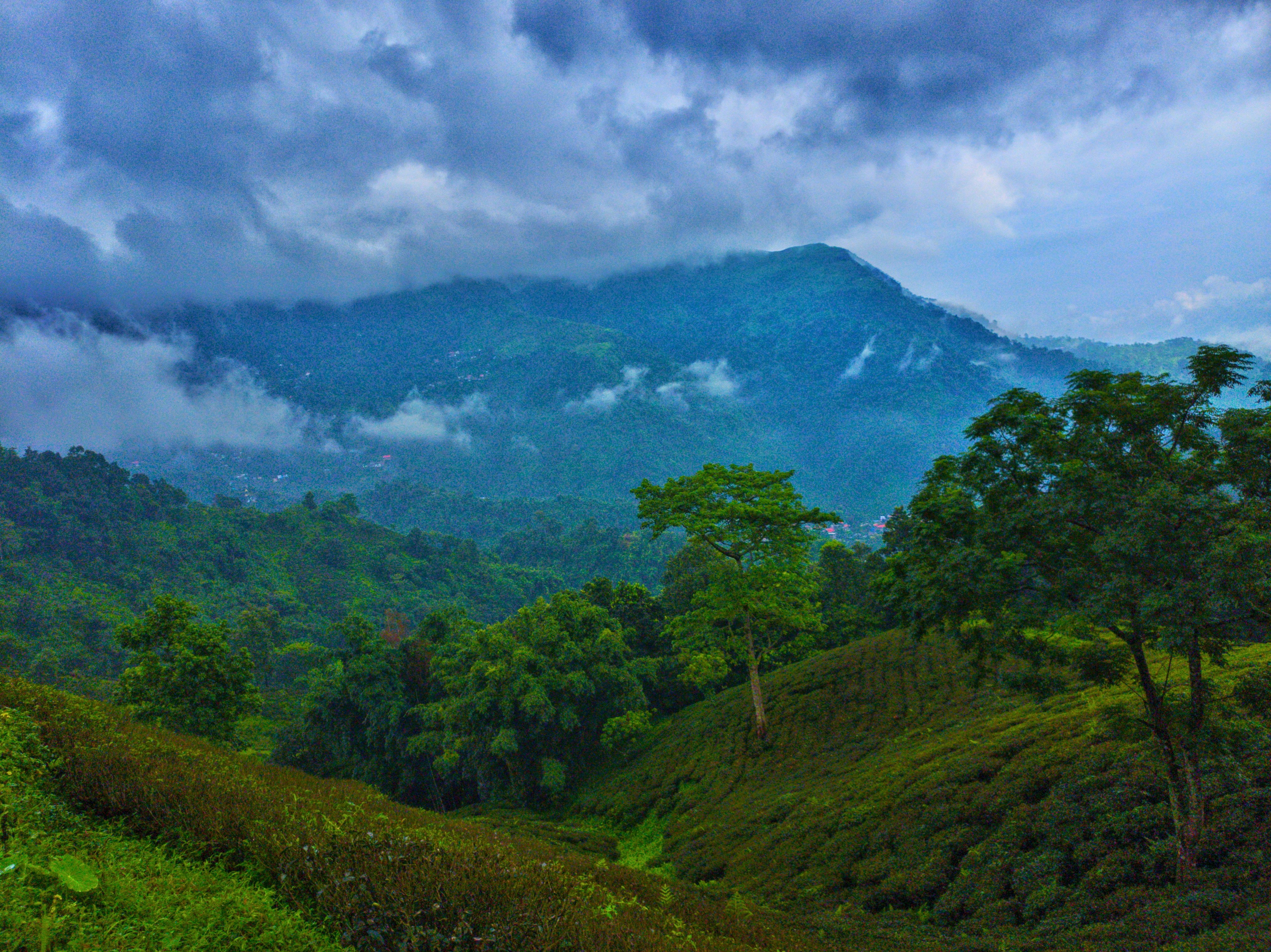 Green tea plantation on rolling hills under a cloudy sky with distant mountains