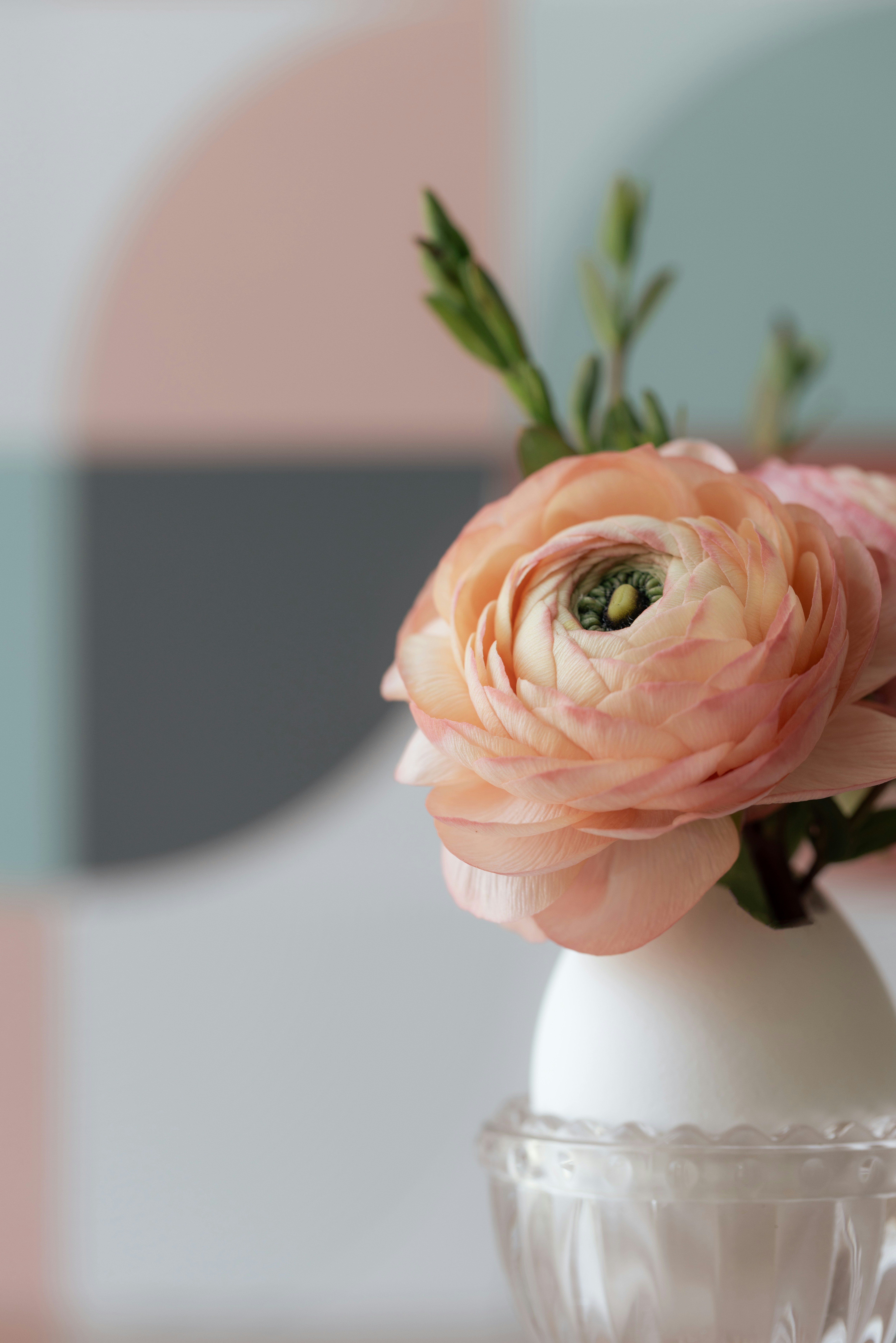 A peach ranunculus flower in a small white vase against a geometric background