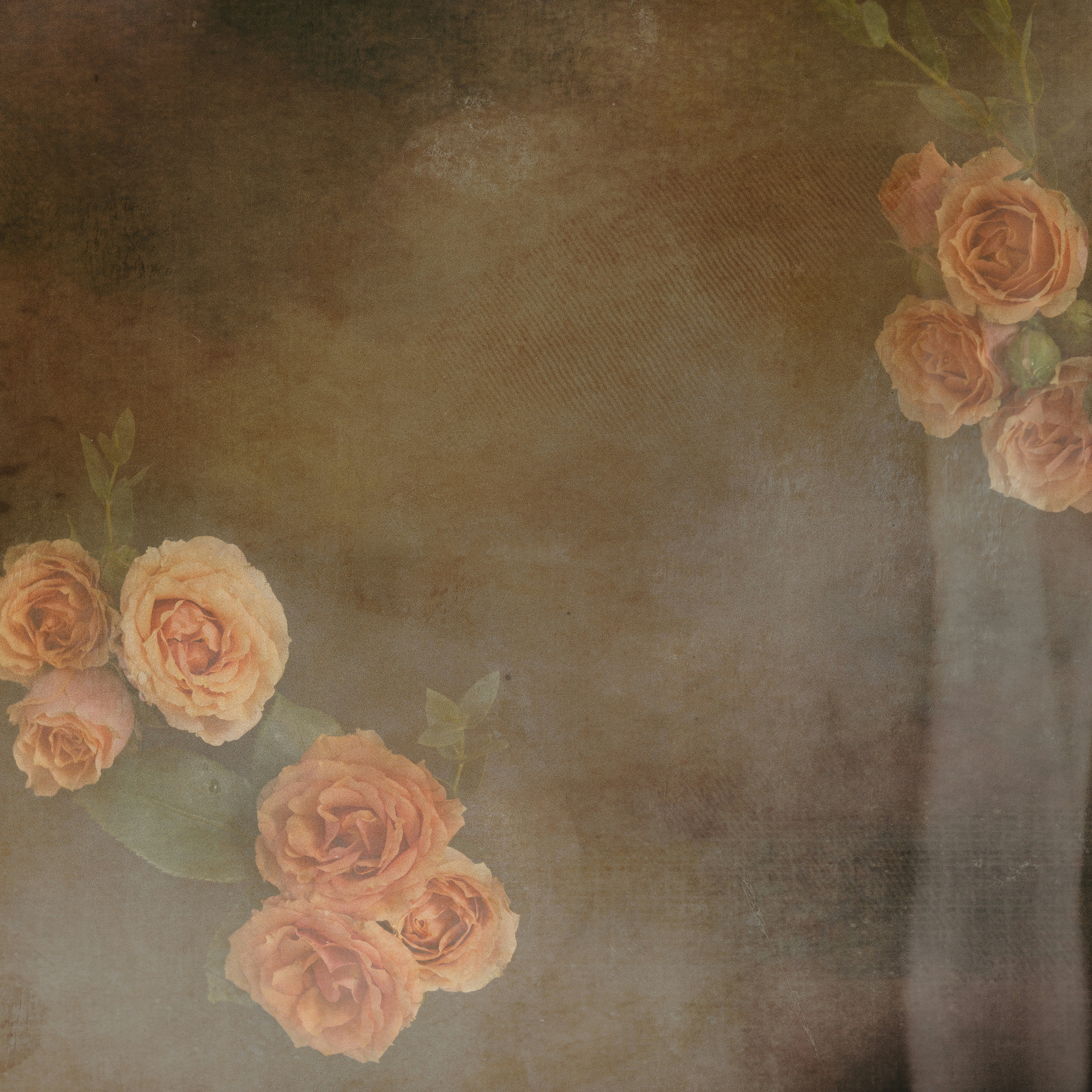 Peach roses on a dark textured background with a vintage aesthetic