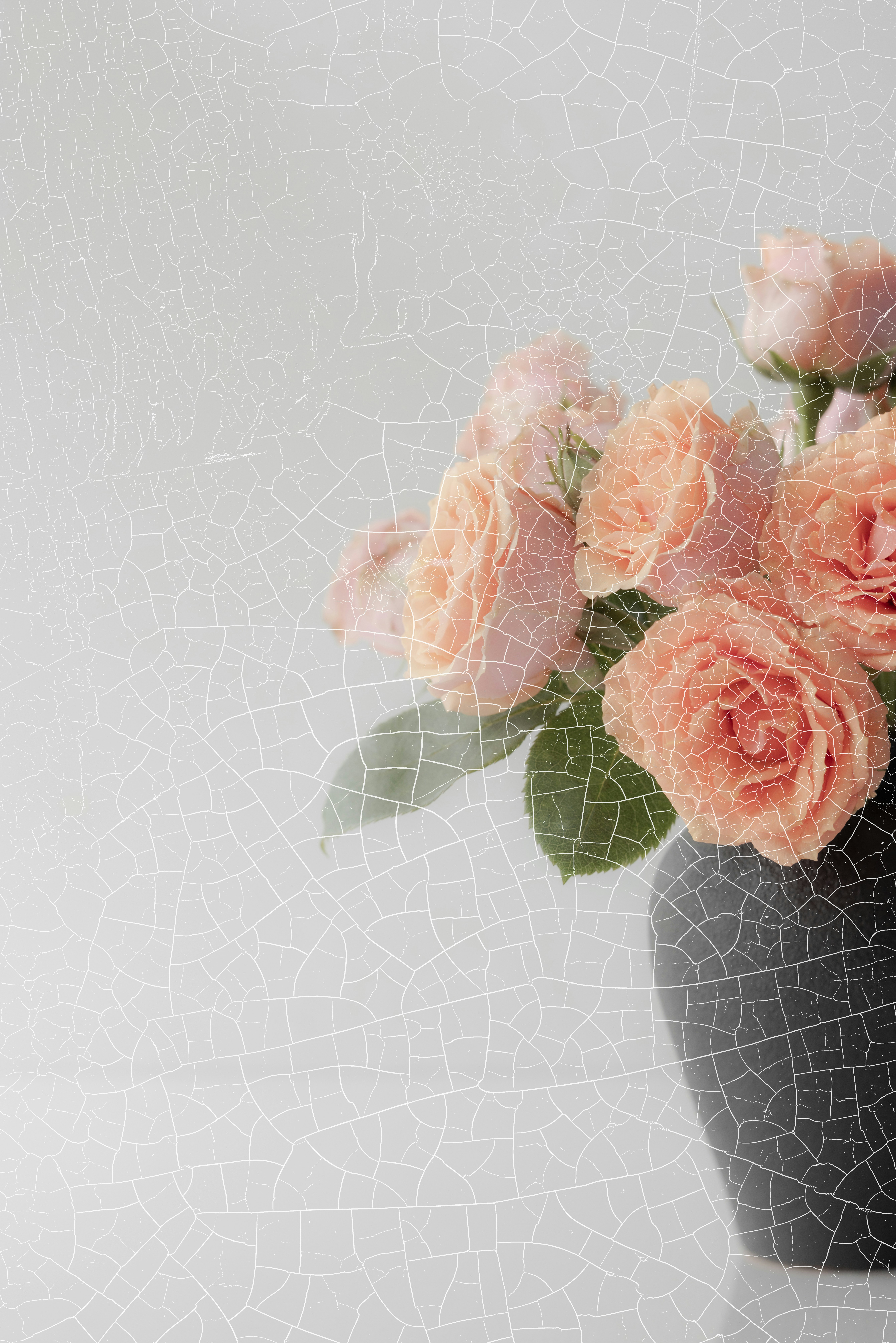 Peach roses in a dark vase against a white background with cracked texture