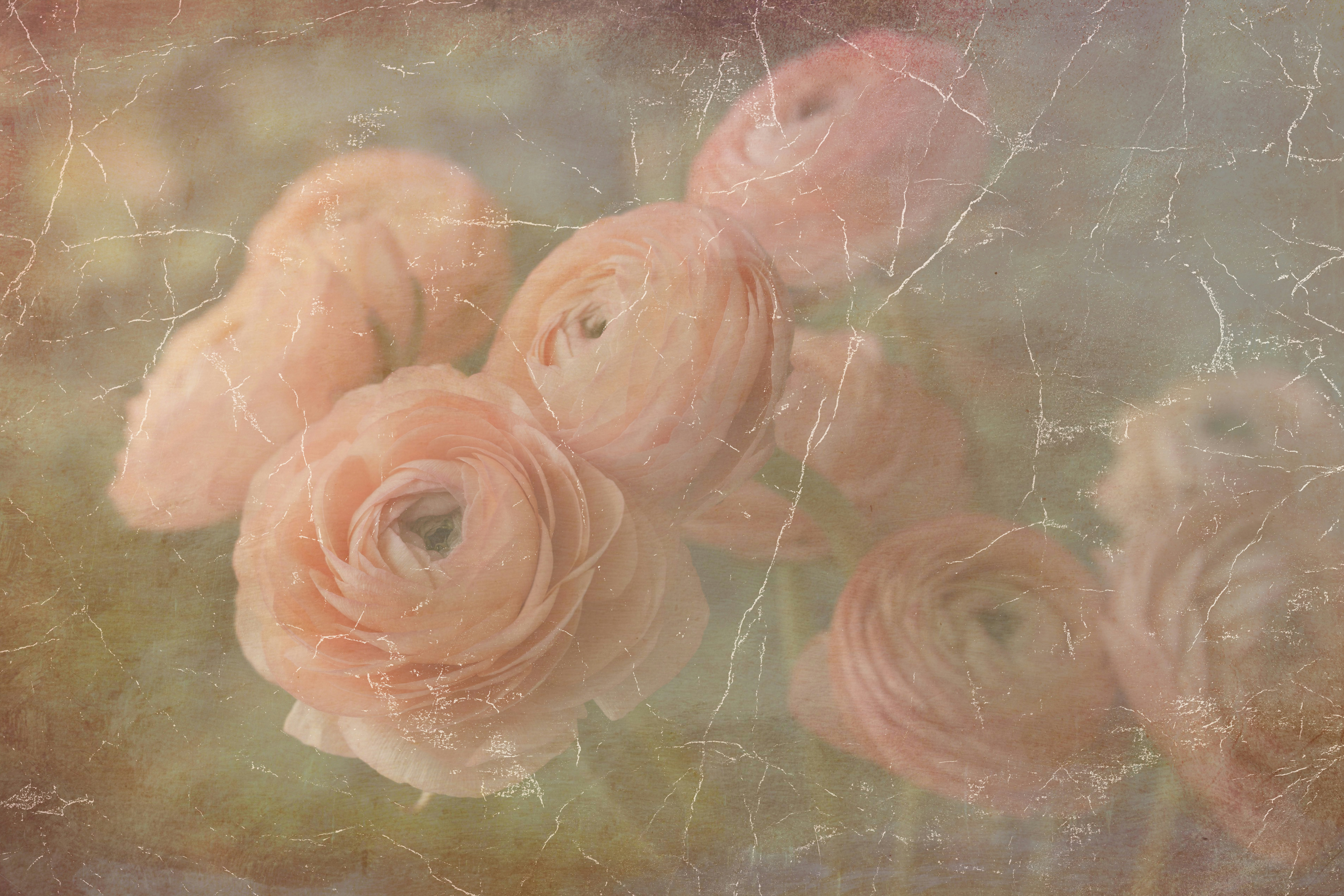 Pale pink ranunculus flowers with a vintage cracked texture overlay