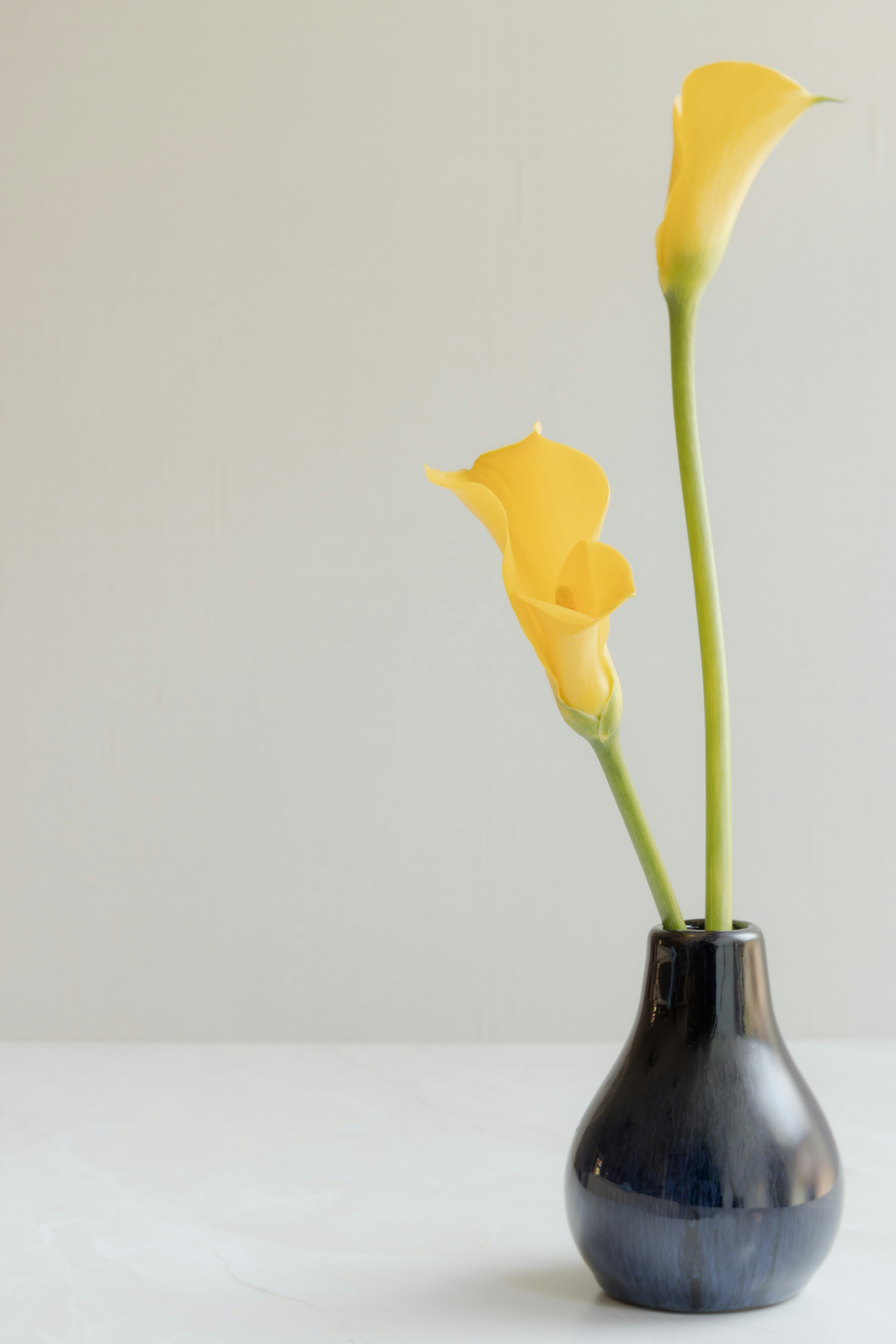 Two yellow calla lilies in a dark blue ceramic vase on a white surface