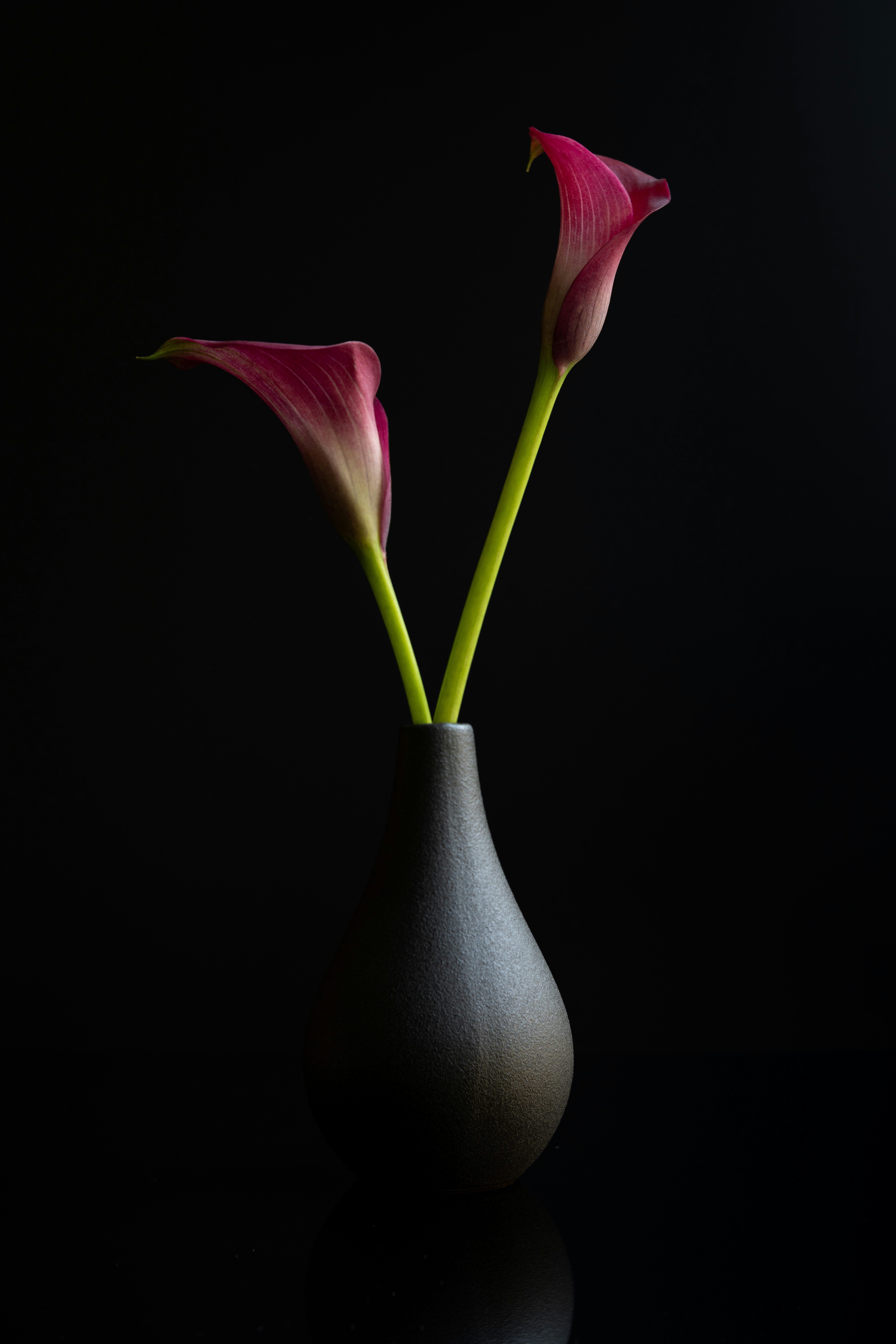 Two dark pink calla lilies in a matte black vase against a black background
