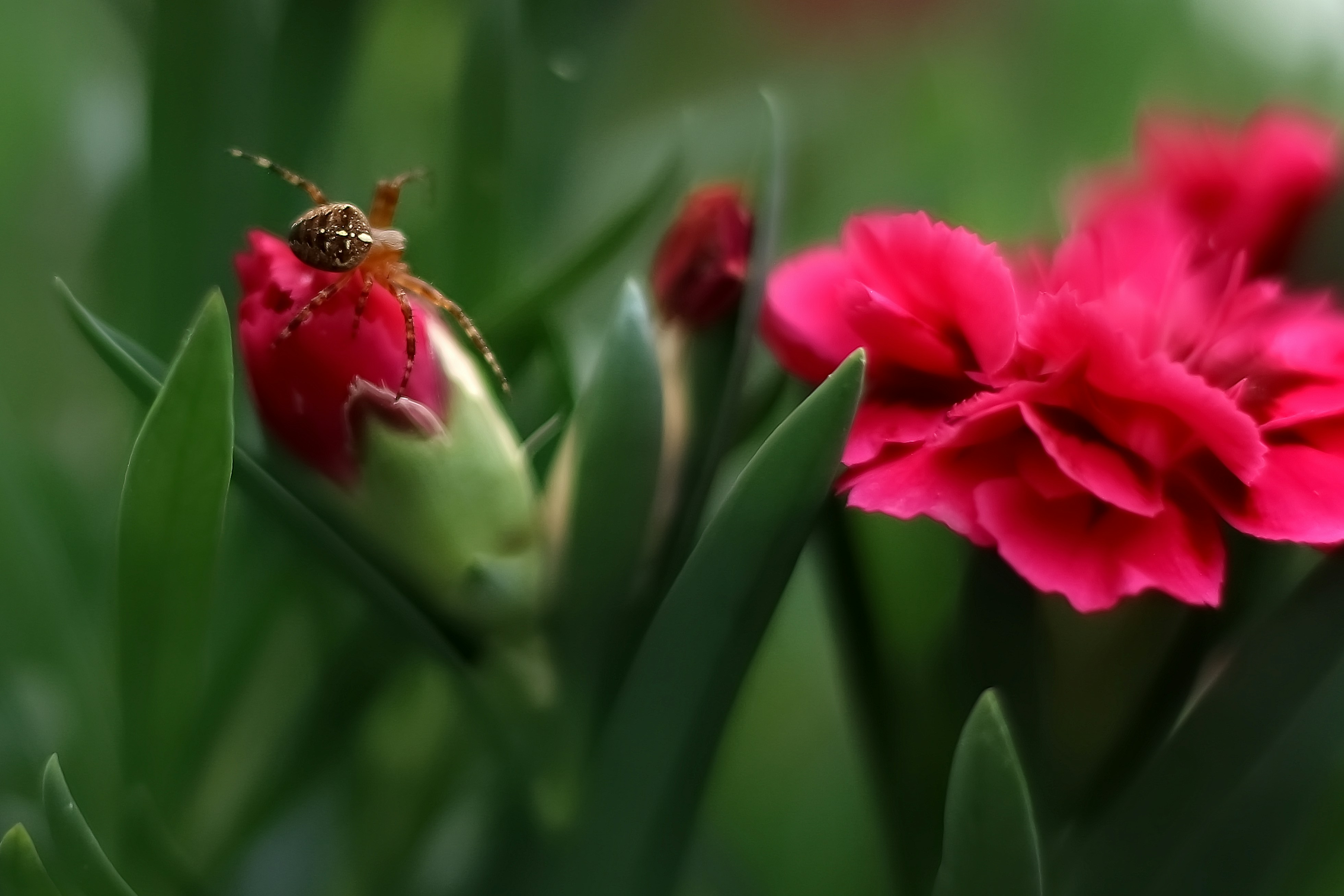 A small brown spider on a pink carnation bud among green leaves