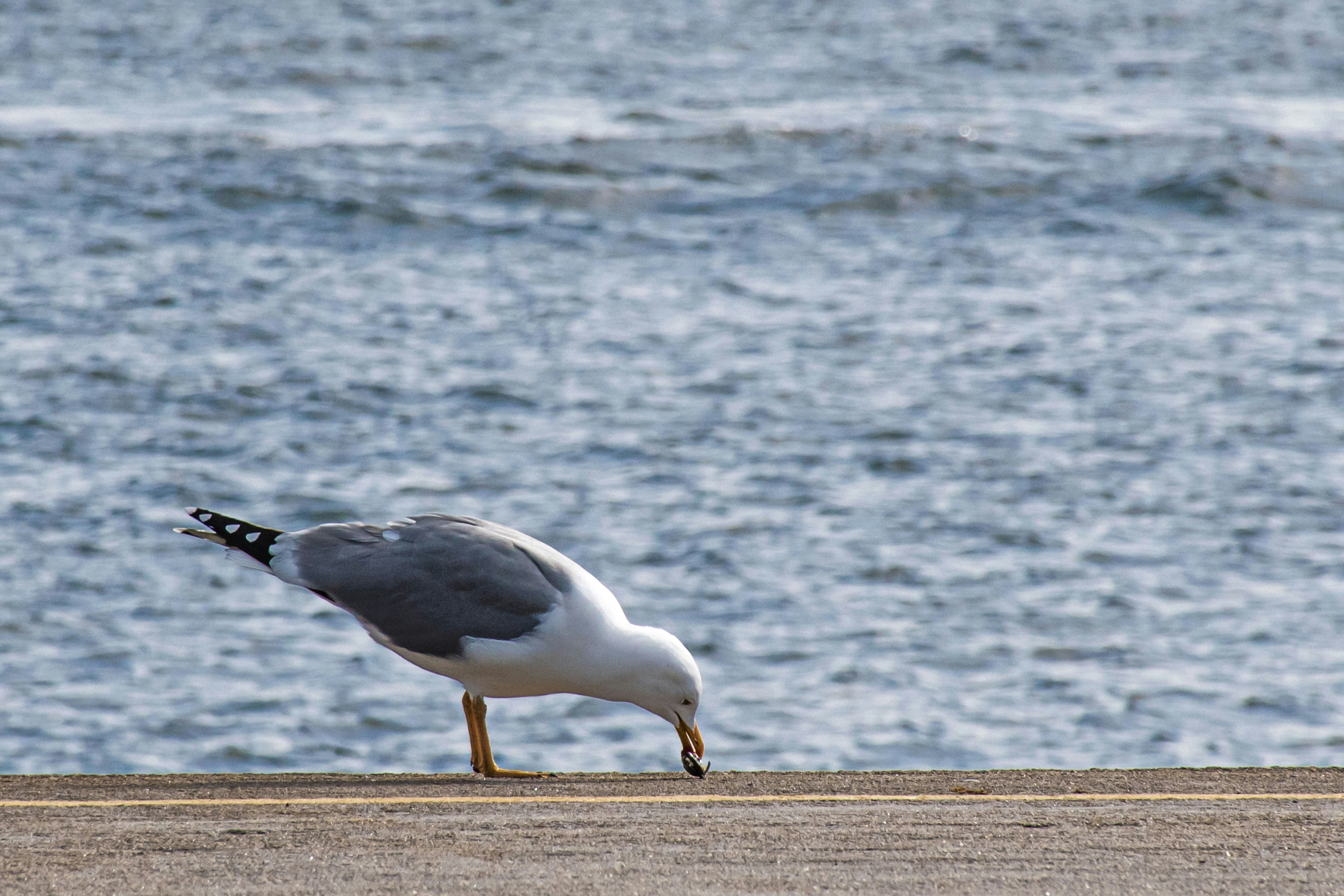 A seagull eating a small fish on a concrete pier by the water