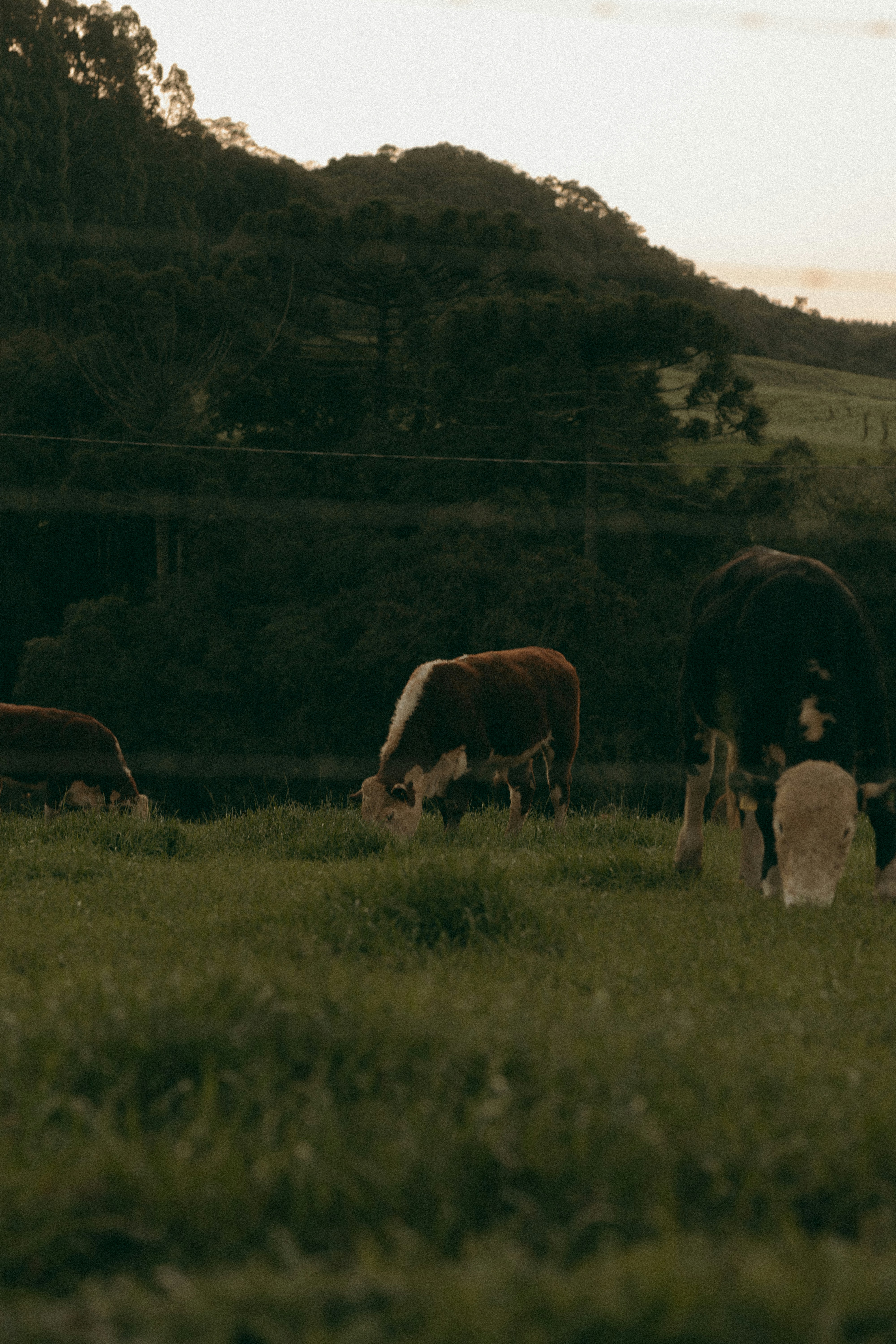 Du bétail paître dans un champ herbeux devant une colline sombre et boisée