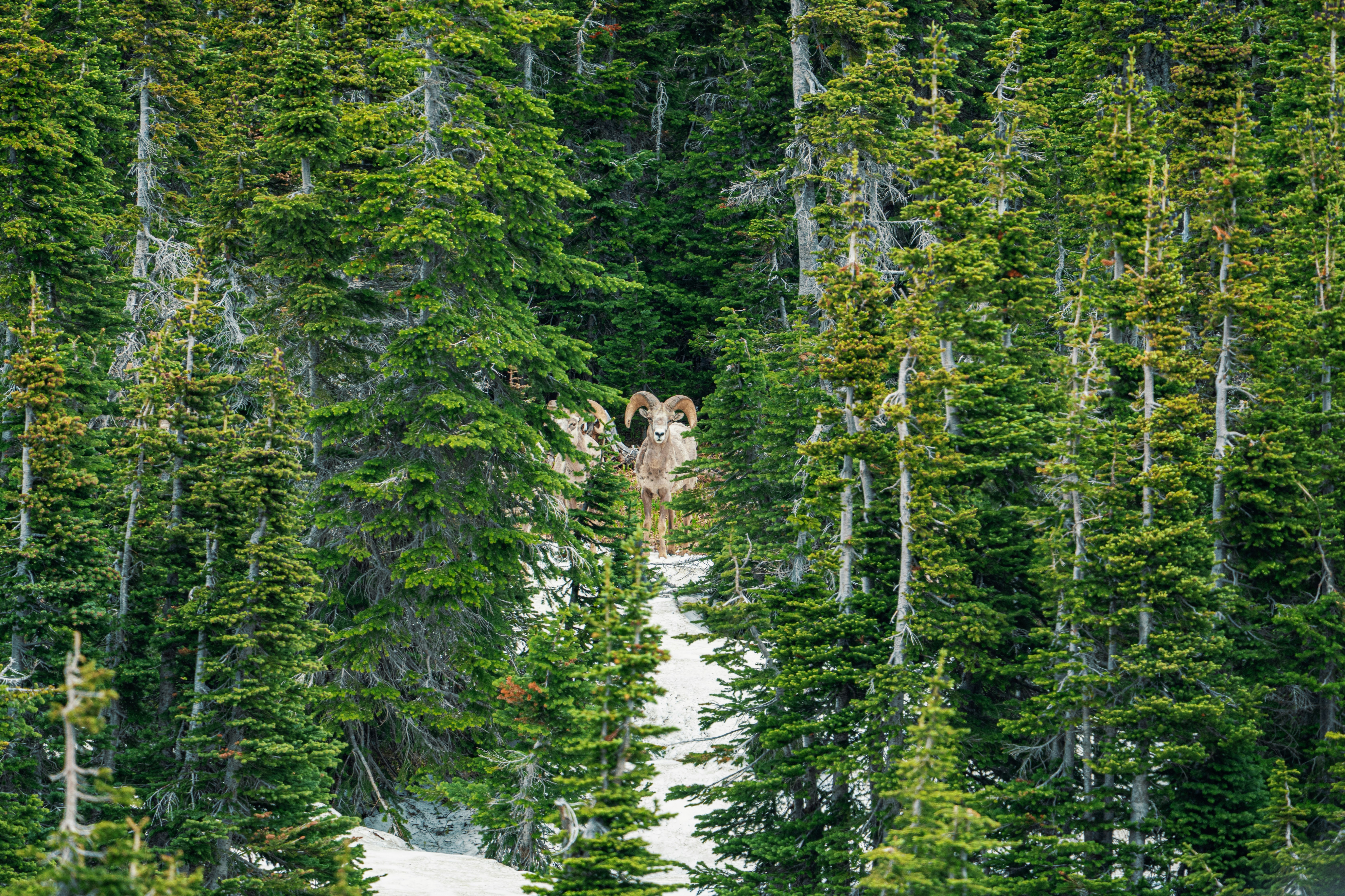 A bighorn sheep standing in a clearing surrounded by dense evergreen trees