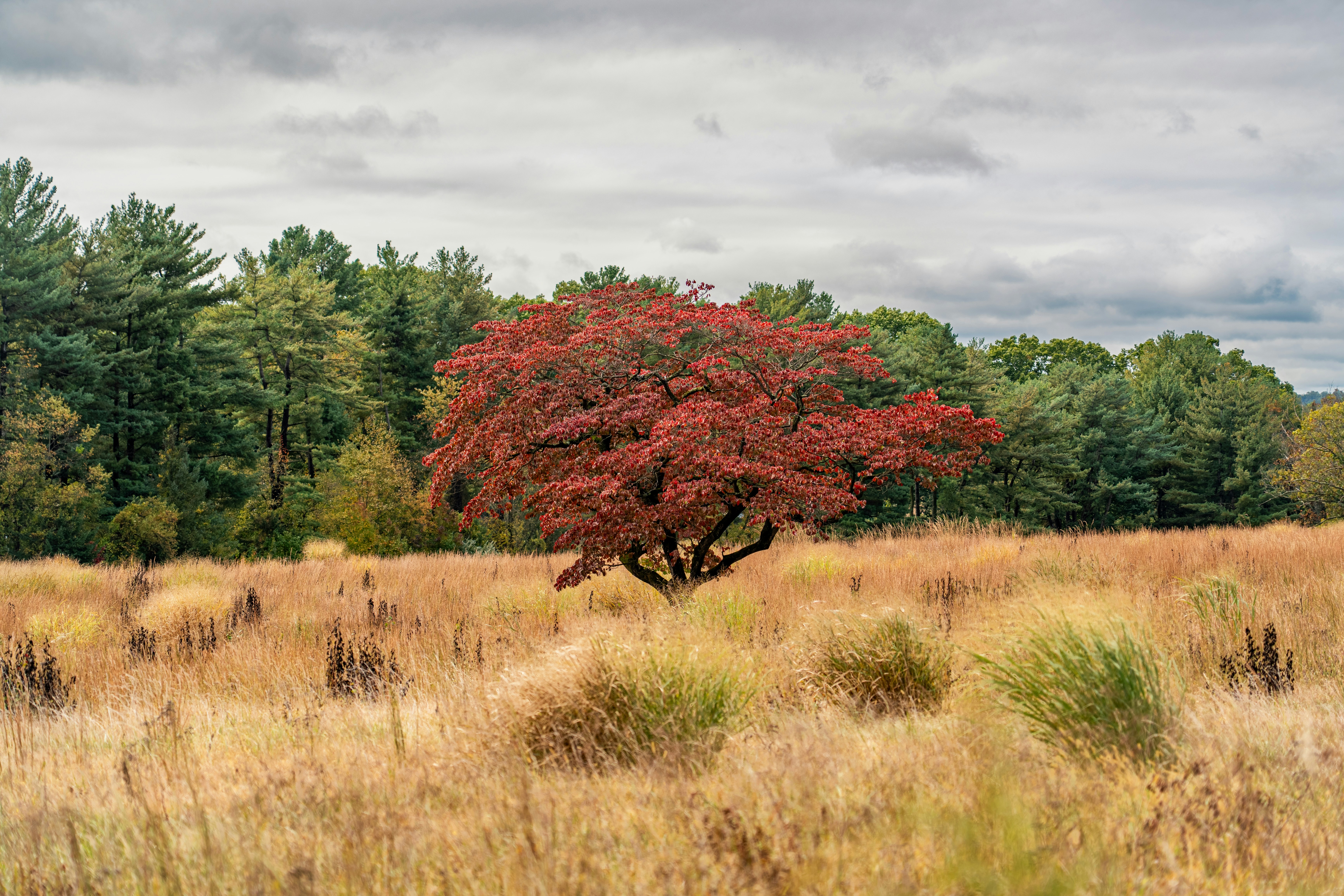A single tree with vibrant red autumn leaves in a dry grassy field