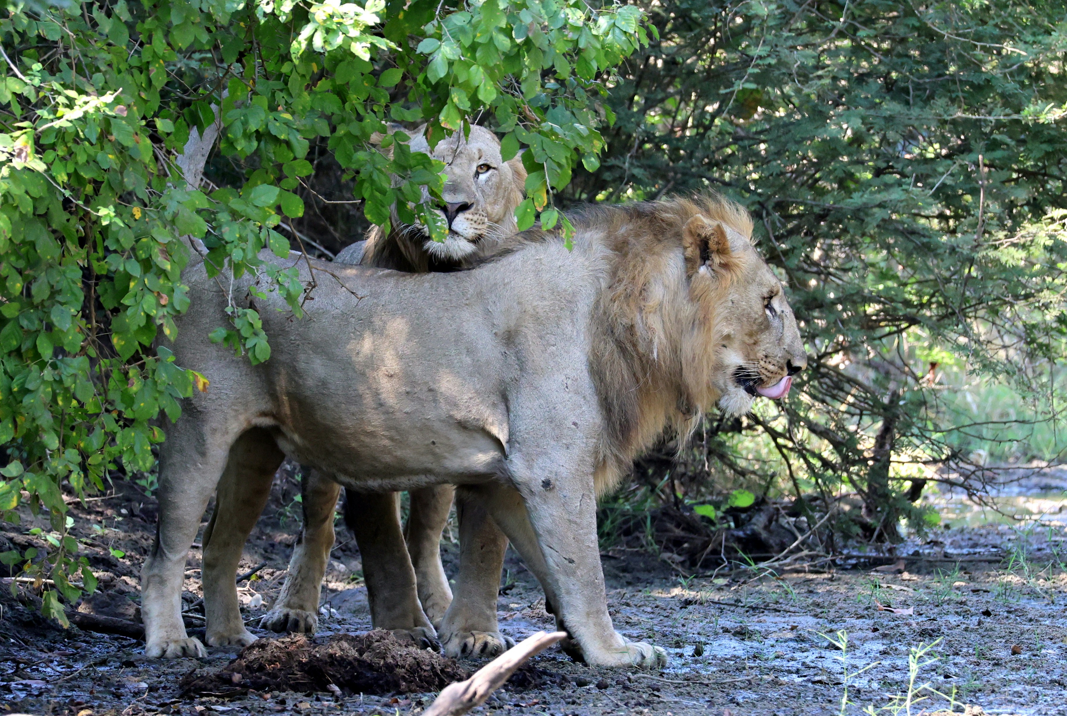 Dos leones machos de pie a la sombra de árboles verdes cerca de una orilla de río