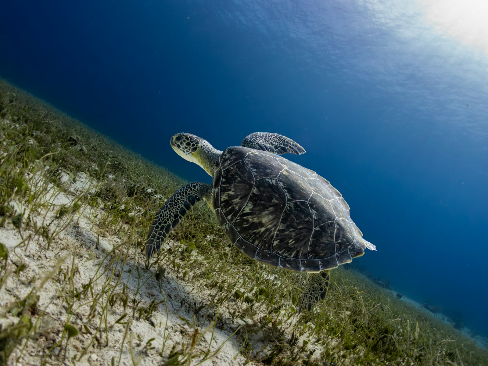 Green sea turtle swimming over seagrass in clear blue water off Cozumel, Mexico