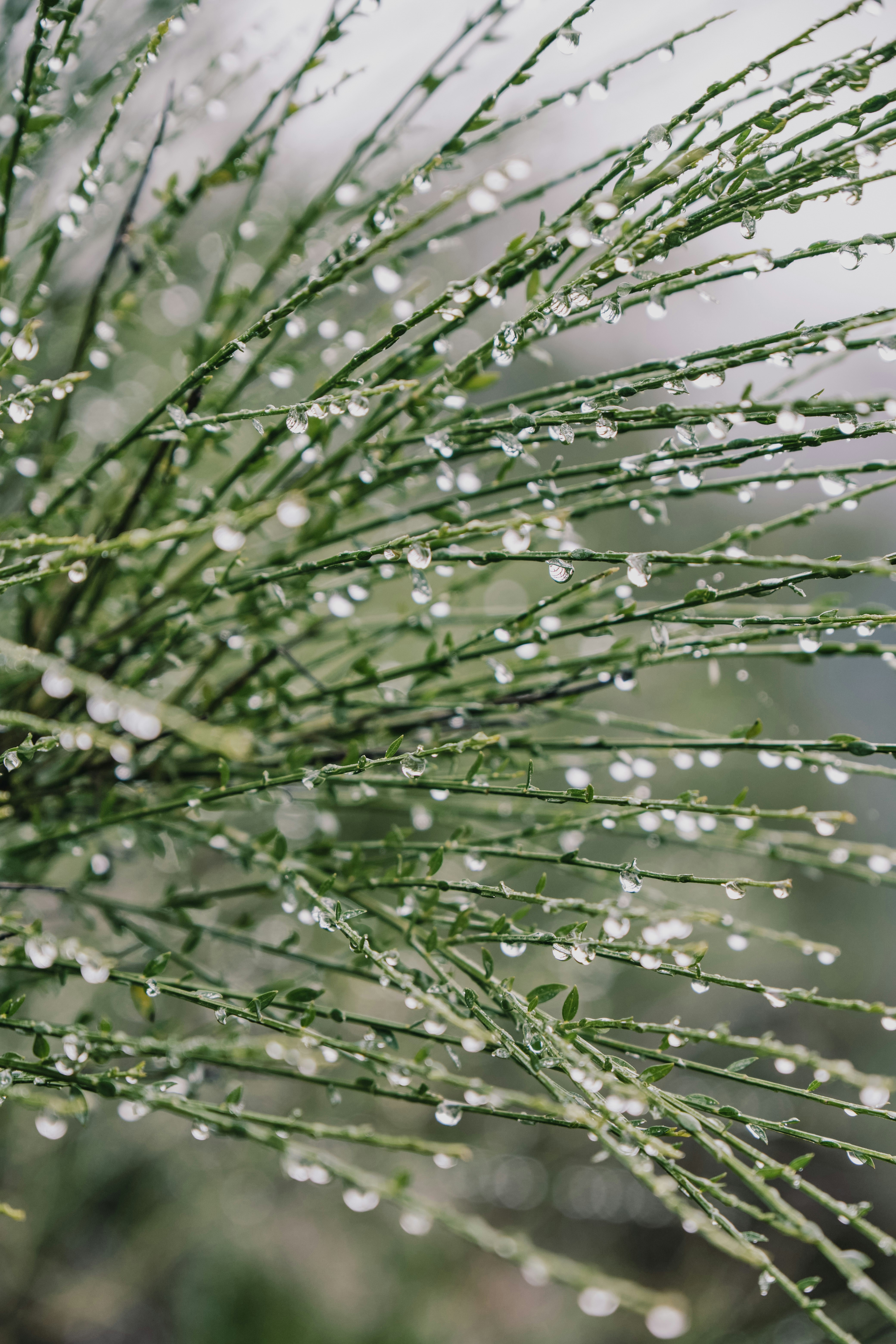 Gotas de chuva grudadas nos caules verdes e finos de uma planta após o banho