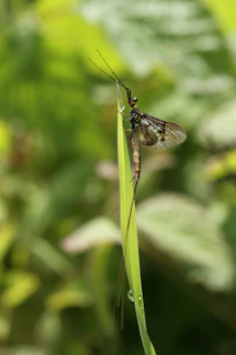 A mayfly with translucent wings perched on a green blade of grass