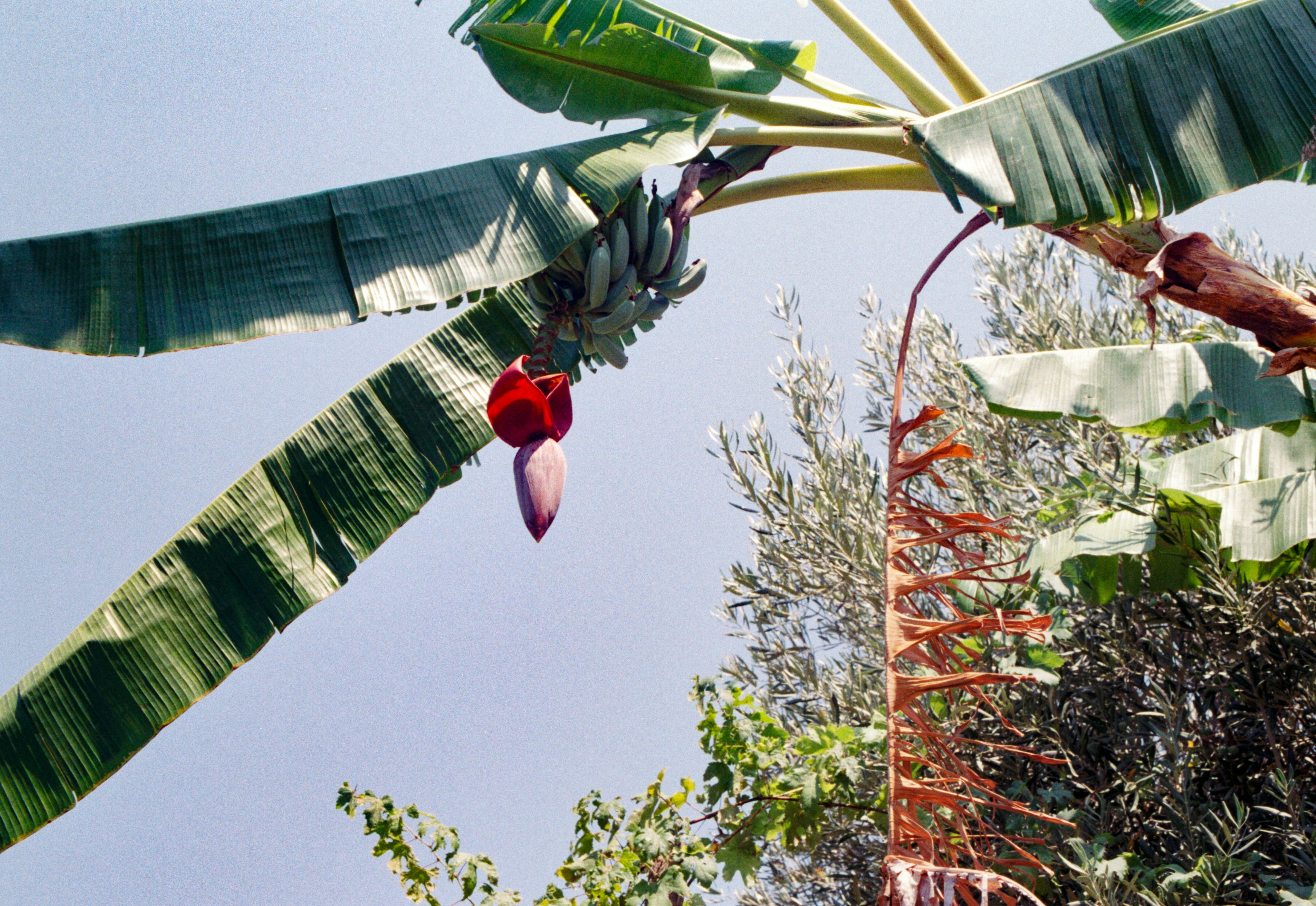 Una planta de plátano con una gran flor morada y un fruto verde bajo un cielo azul
