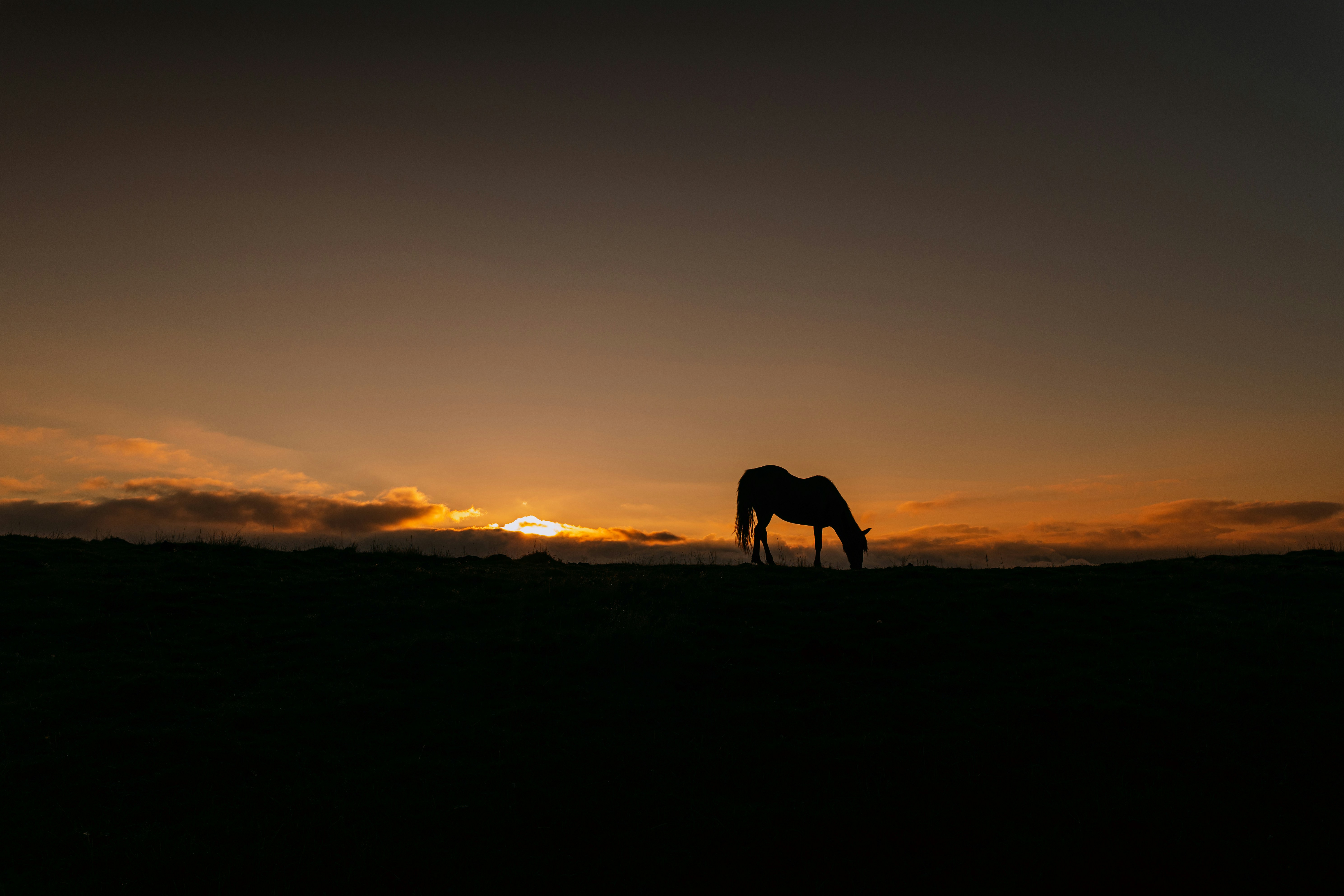 A horse in silhouette grazing on a hill against a warm orange sky
