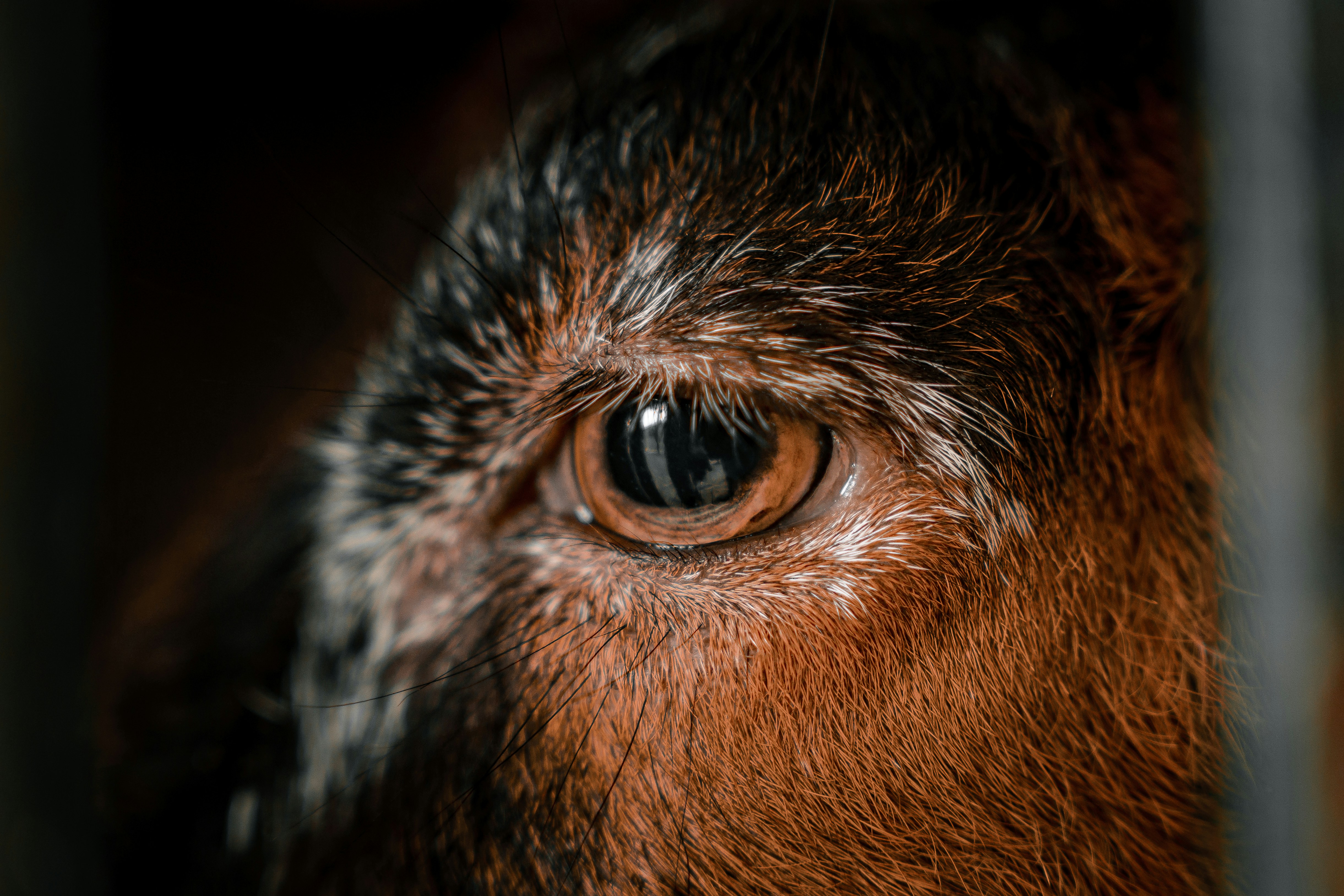 Macro view of a brown animal eye surrounded by coarse textured fur