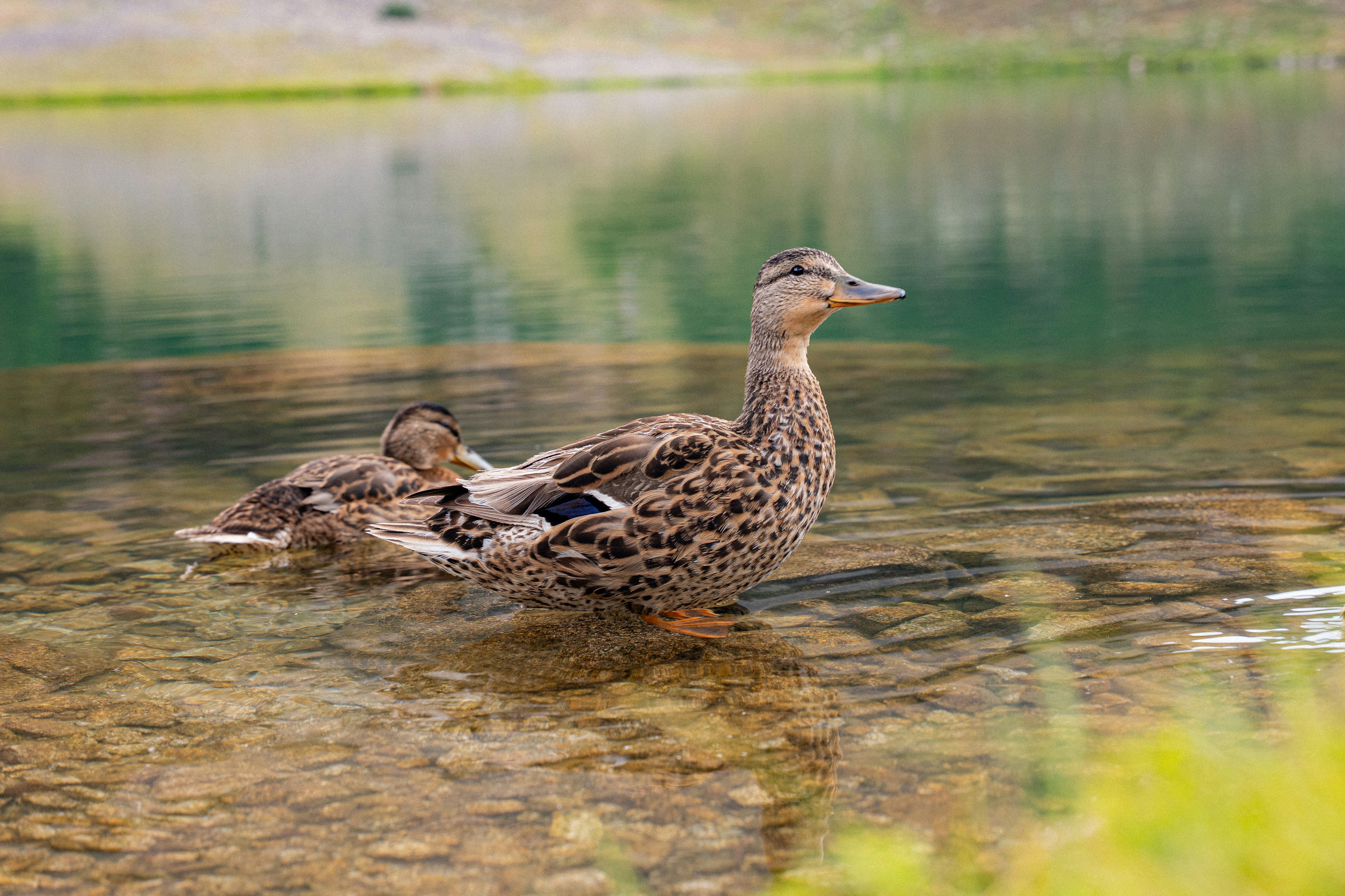 Two mallard ducks in shallow clear water over a rocky lake bed