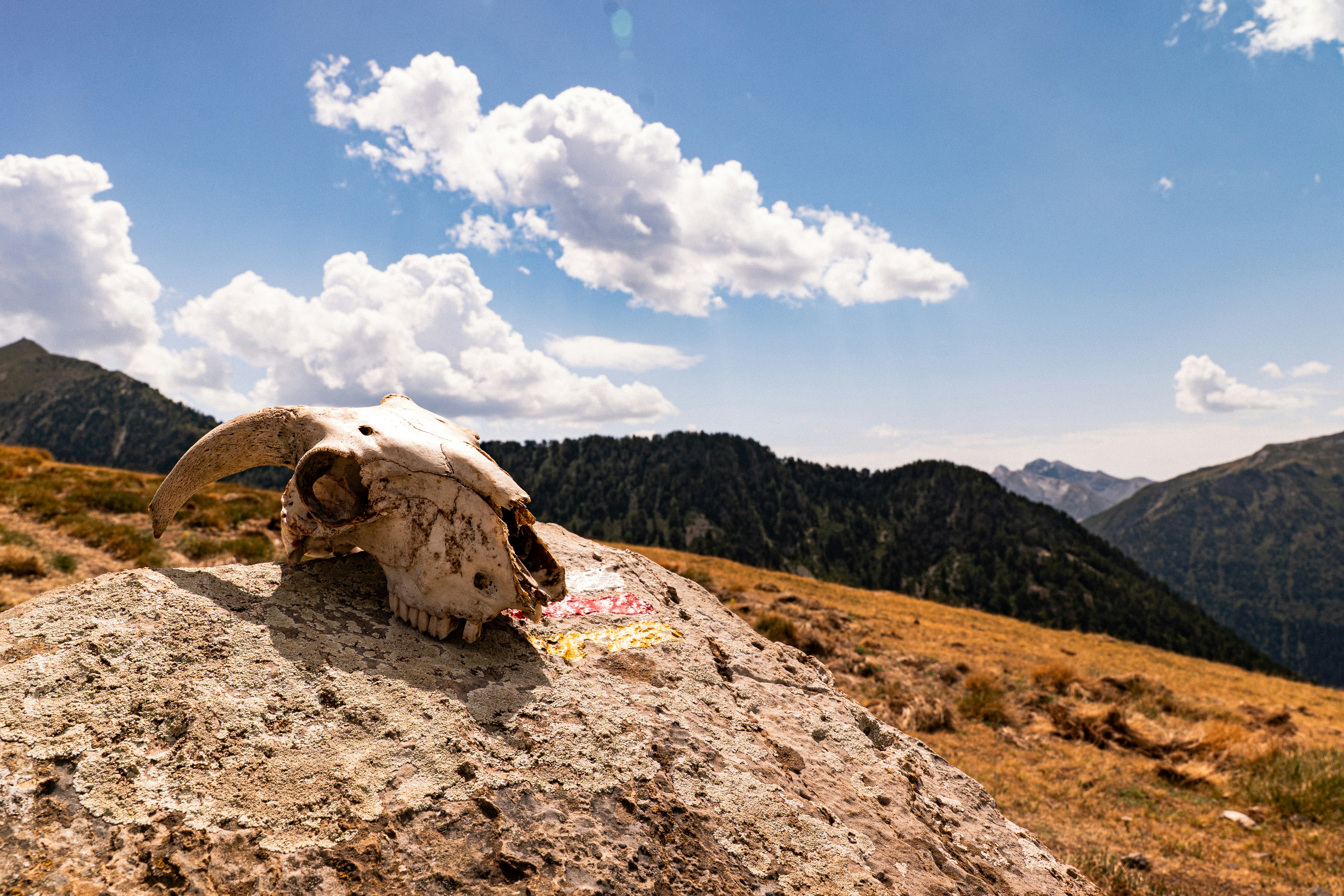 An animal skull on a rock with trail markers in a mountain landscape