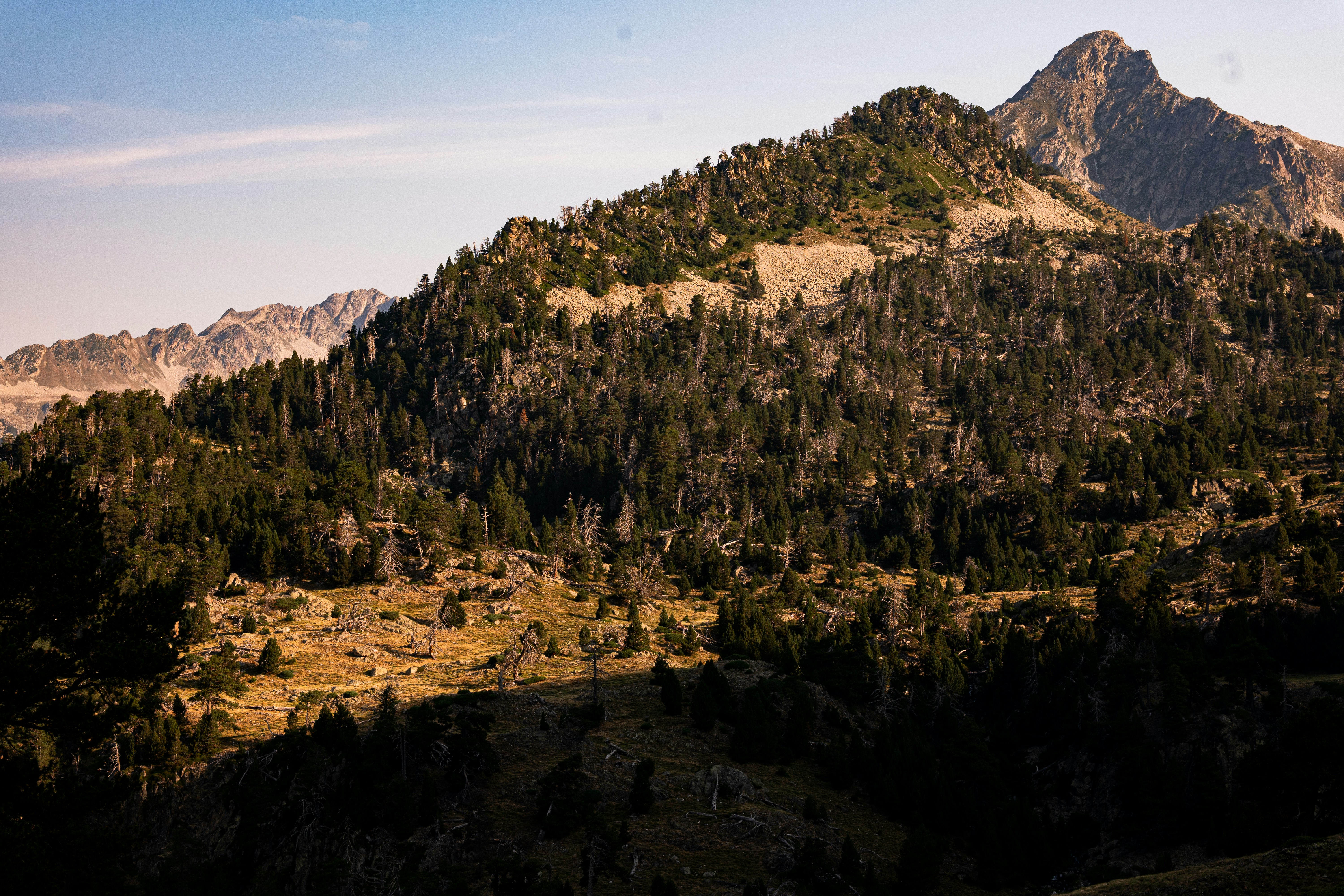 A pine forest on a mountain slope under a clear sky
