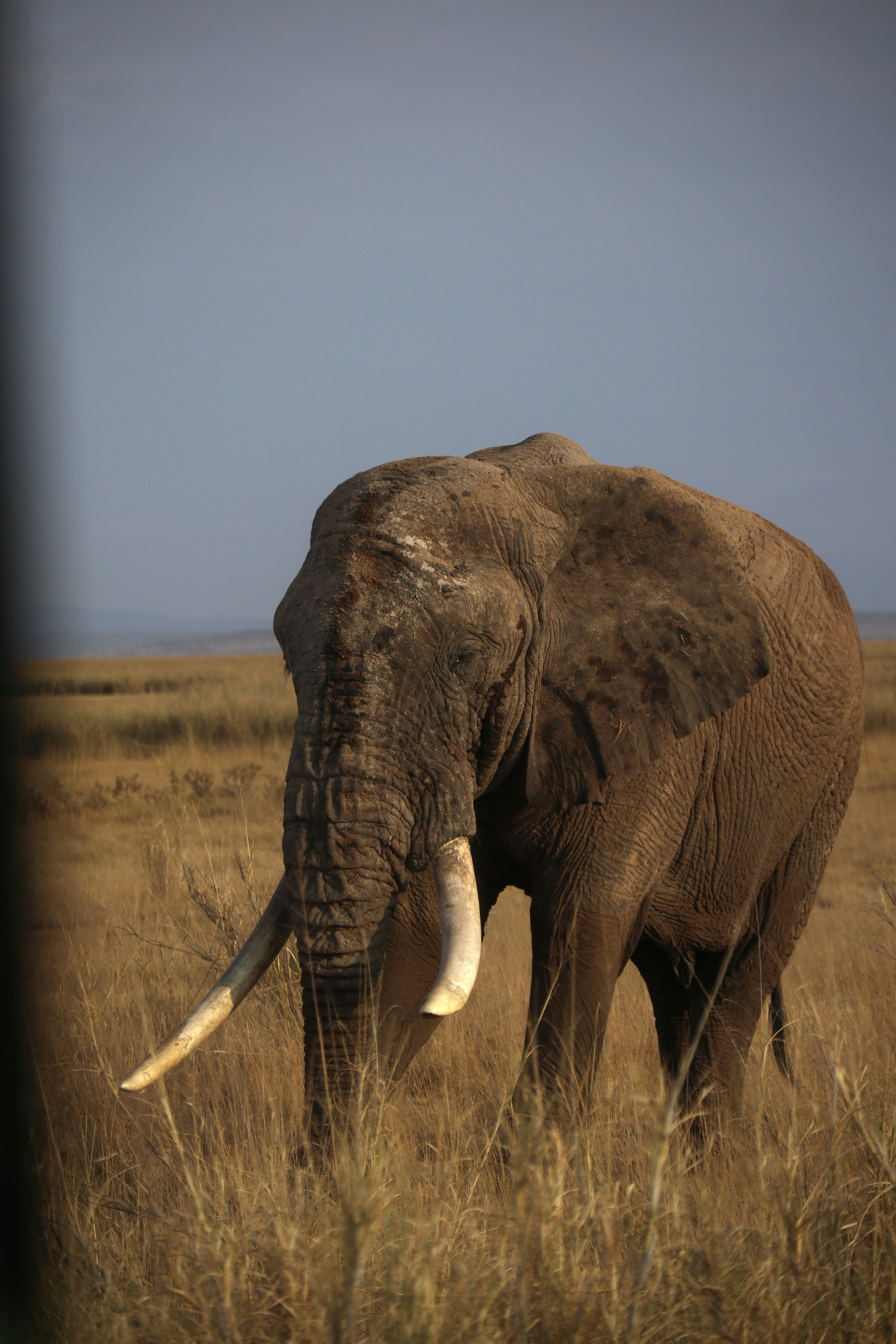 Elephant on the golden savannah of the Masai Mara reserve, Kenya