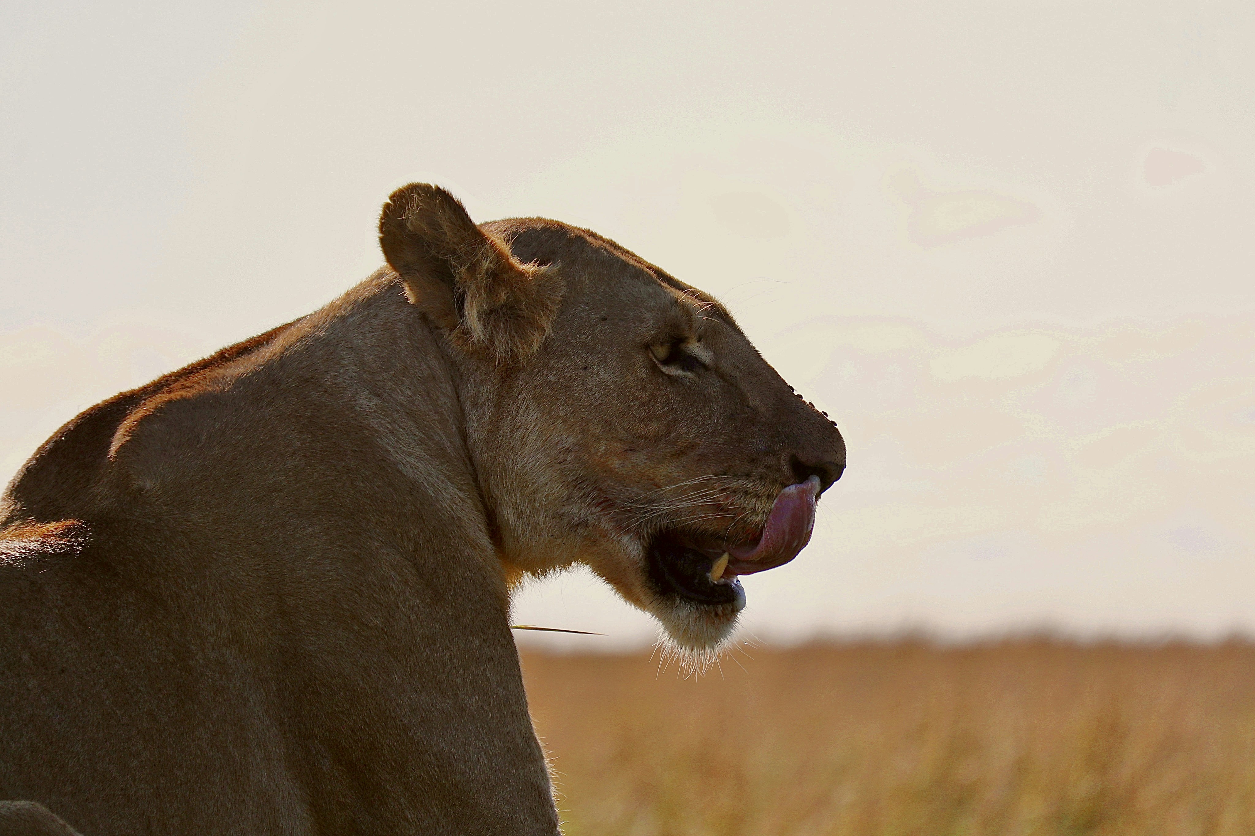 A lioness in profile against golden evening light on the Mara plains