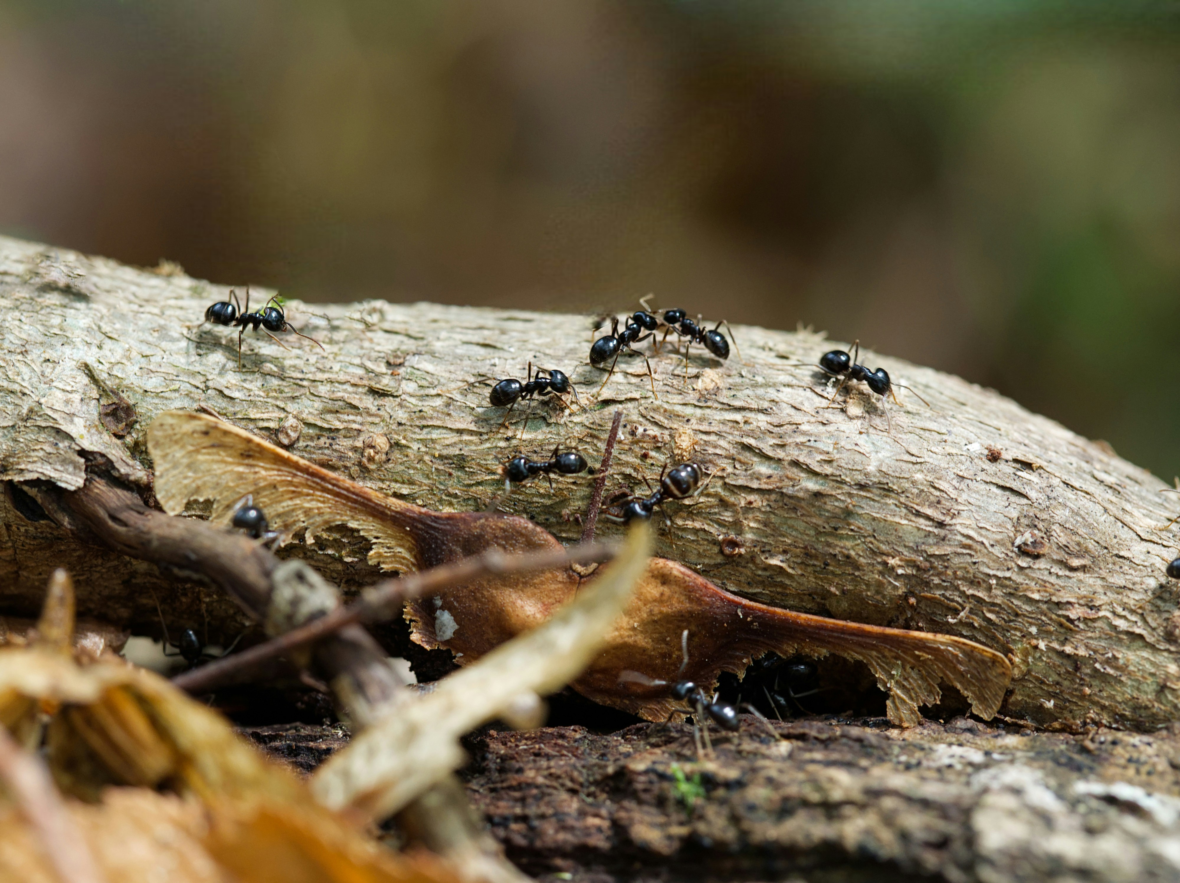 A group of black ants crawling on a textured tree branch