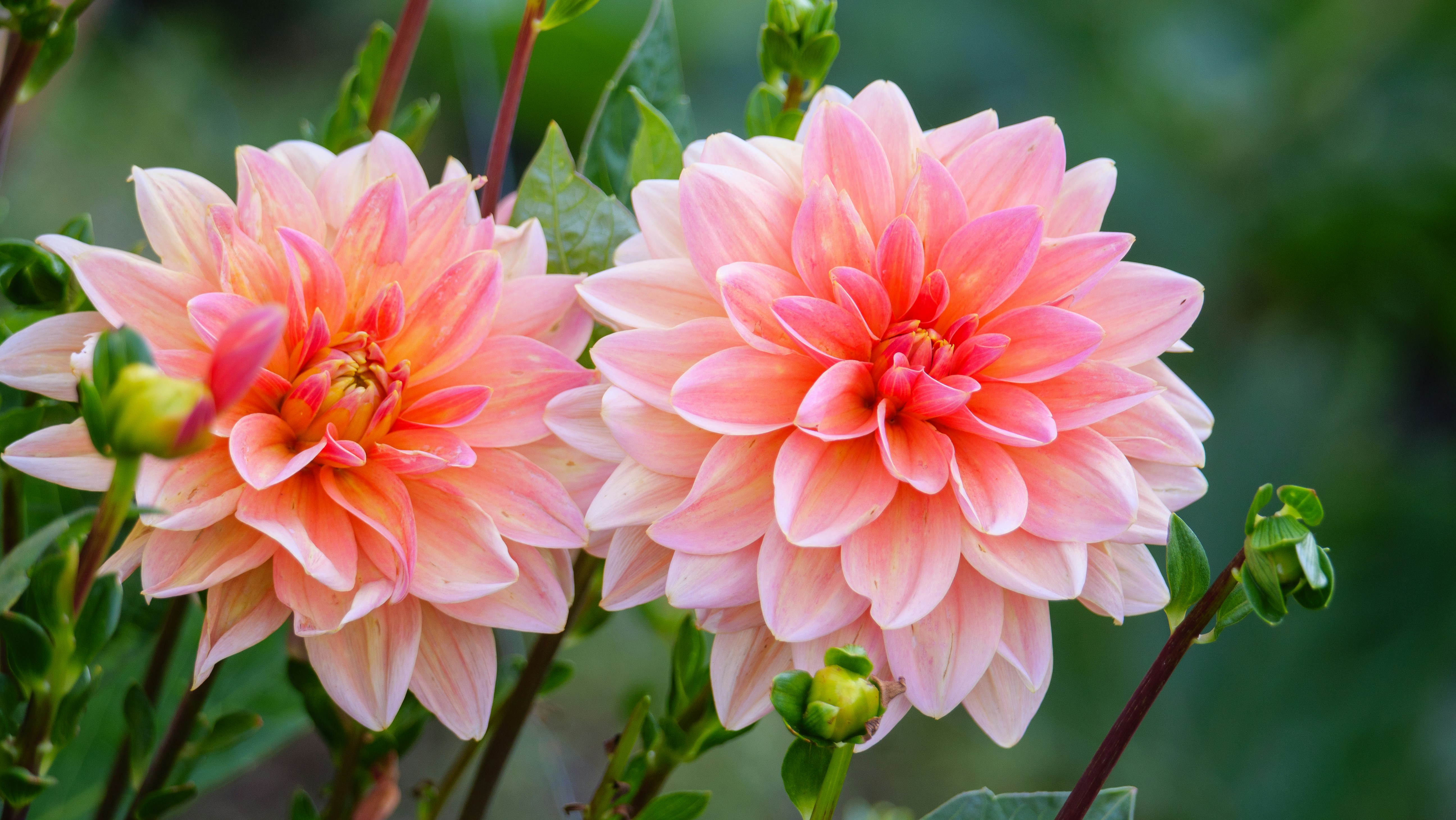 Two pink and orange dahlia flowers blooming in a garden with green foliage