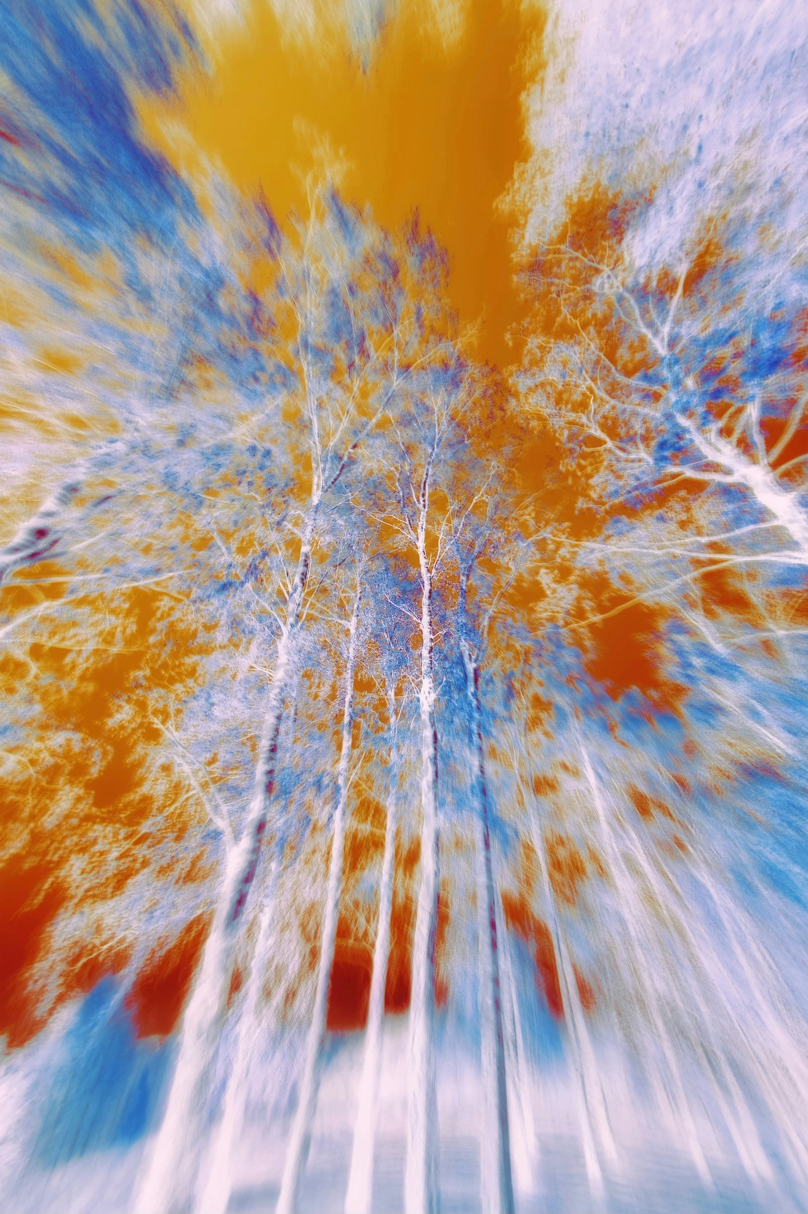 Tall white birch trees reaching toward a vibrant orange and blue sky