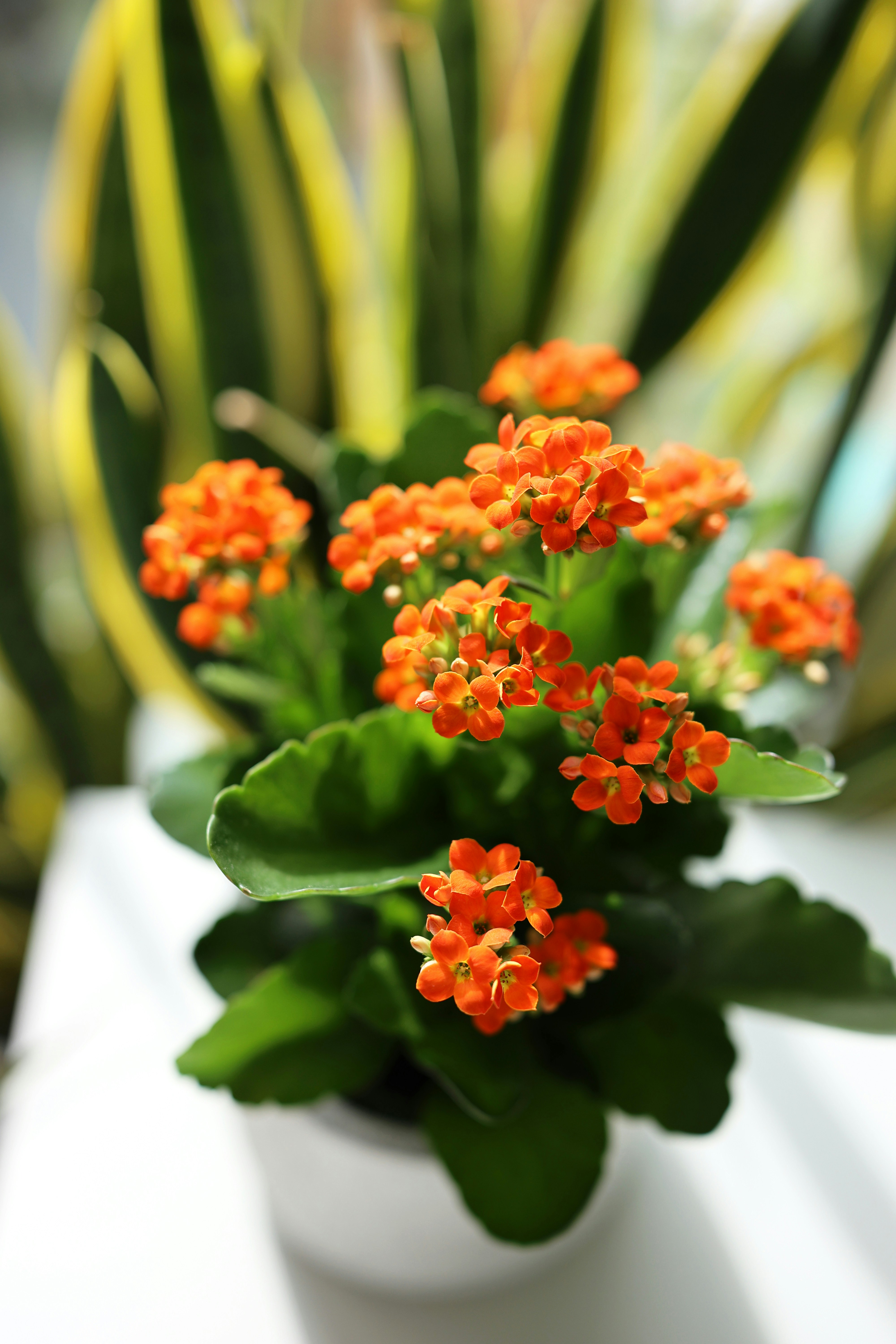 A small potted kalanchoe plant with vibrant orange flowers and green leaves