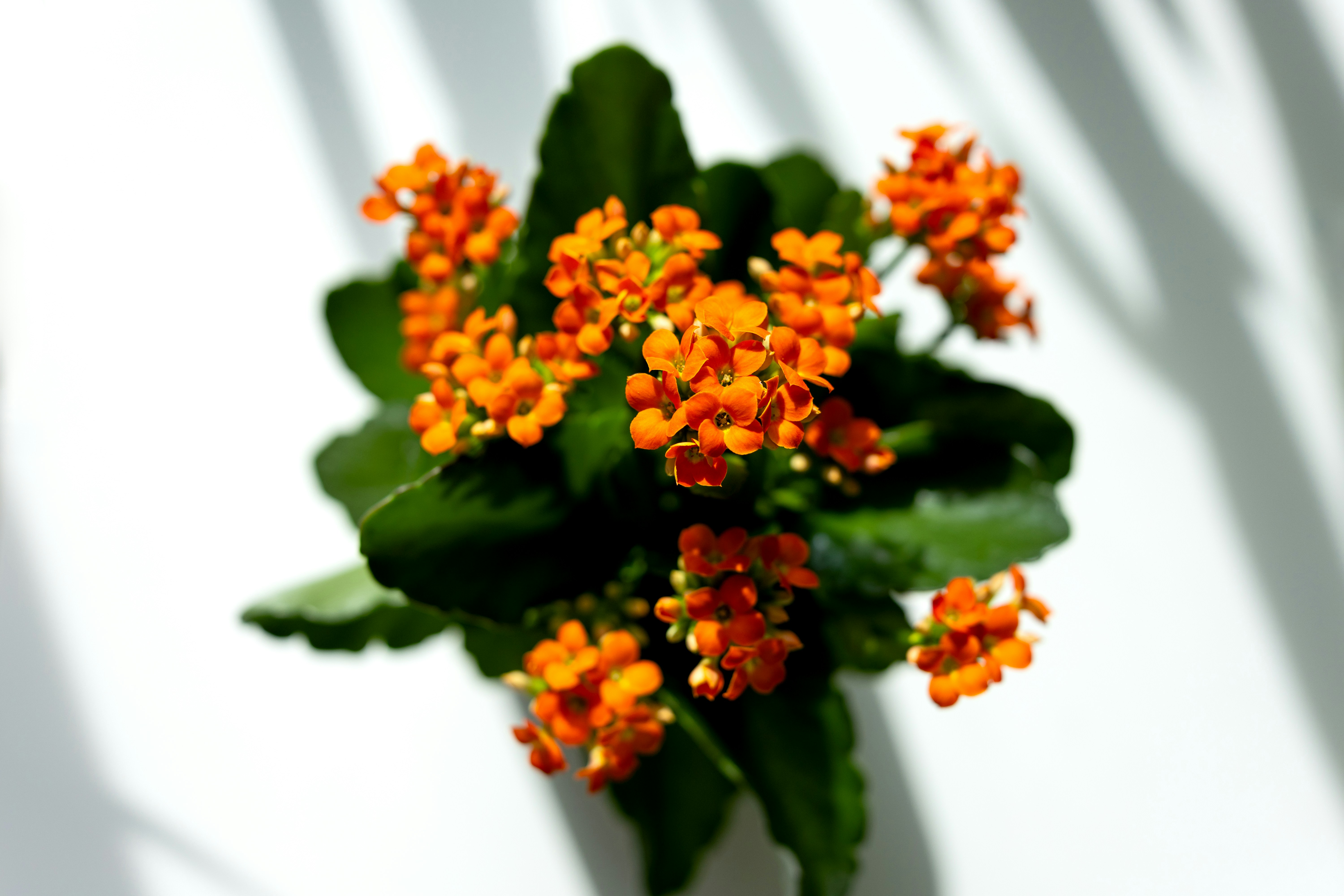 Clusters of small orange flowers with dark green leaves on a white surface