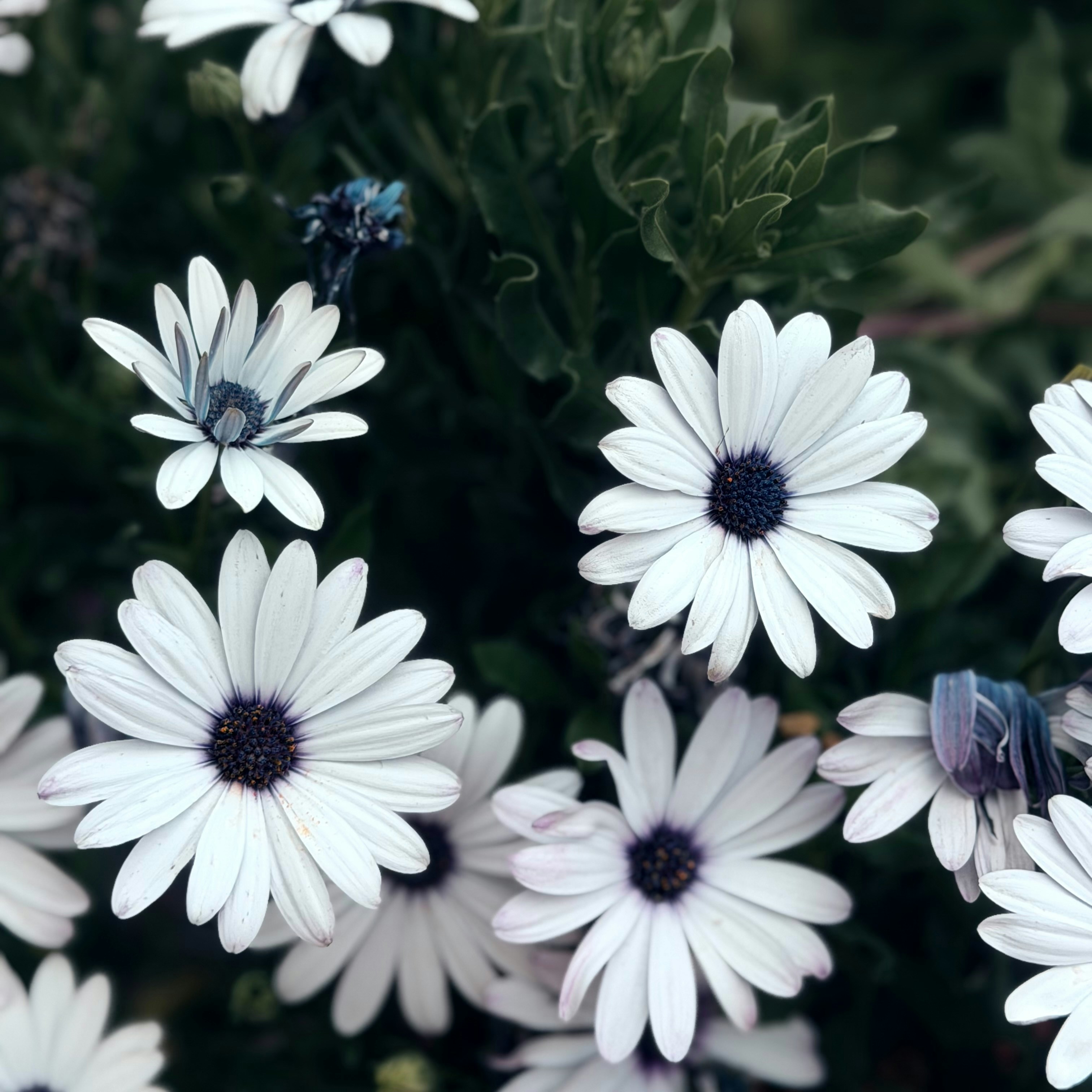 White African daisies with dark purple centers in a lush green garden