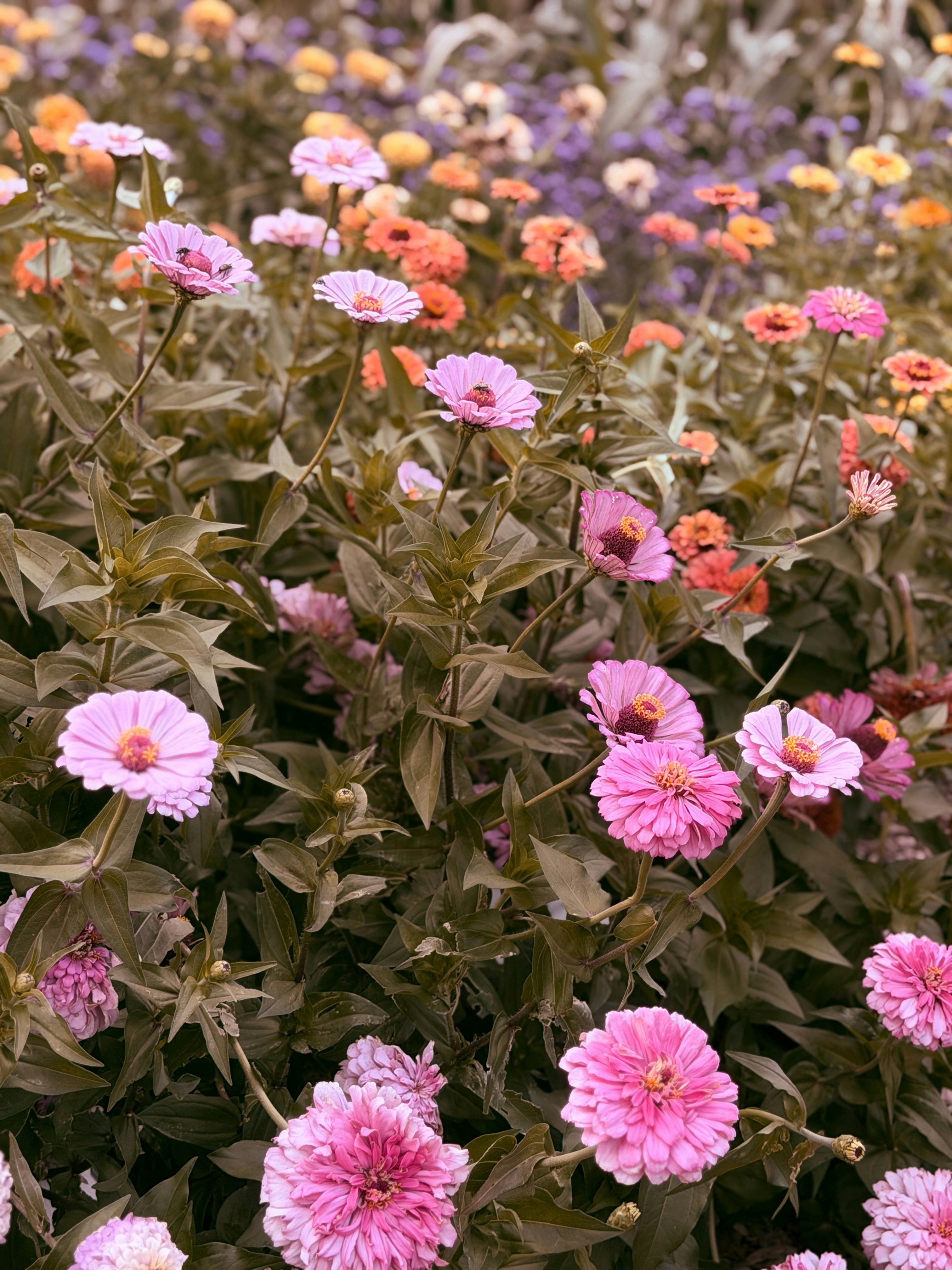 Pink and orange zinnia flowers blooming in a dense garden bed