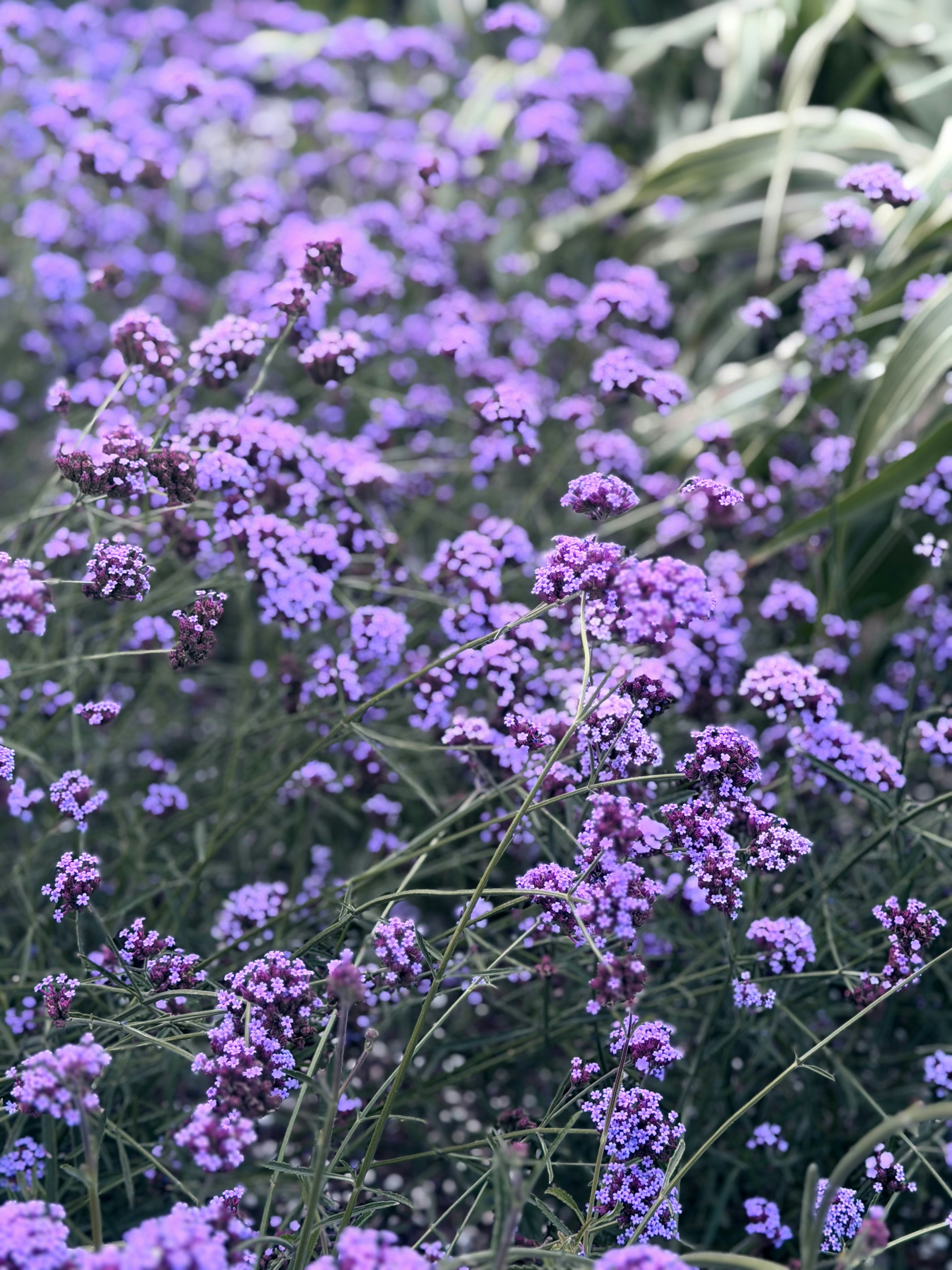 Clusters of small purple verbena flowers on thin green stems in a garden