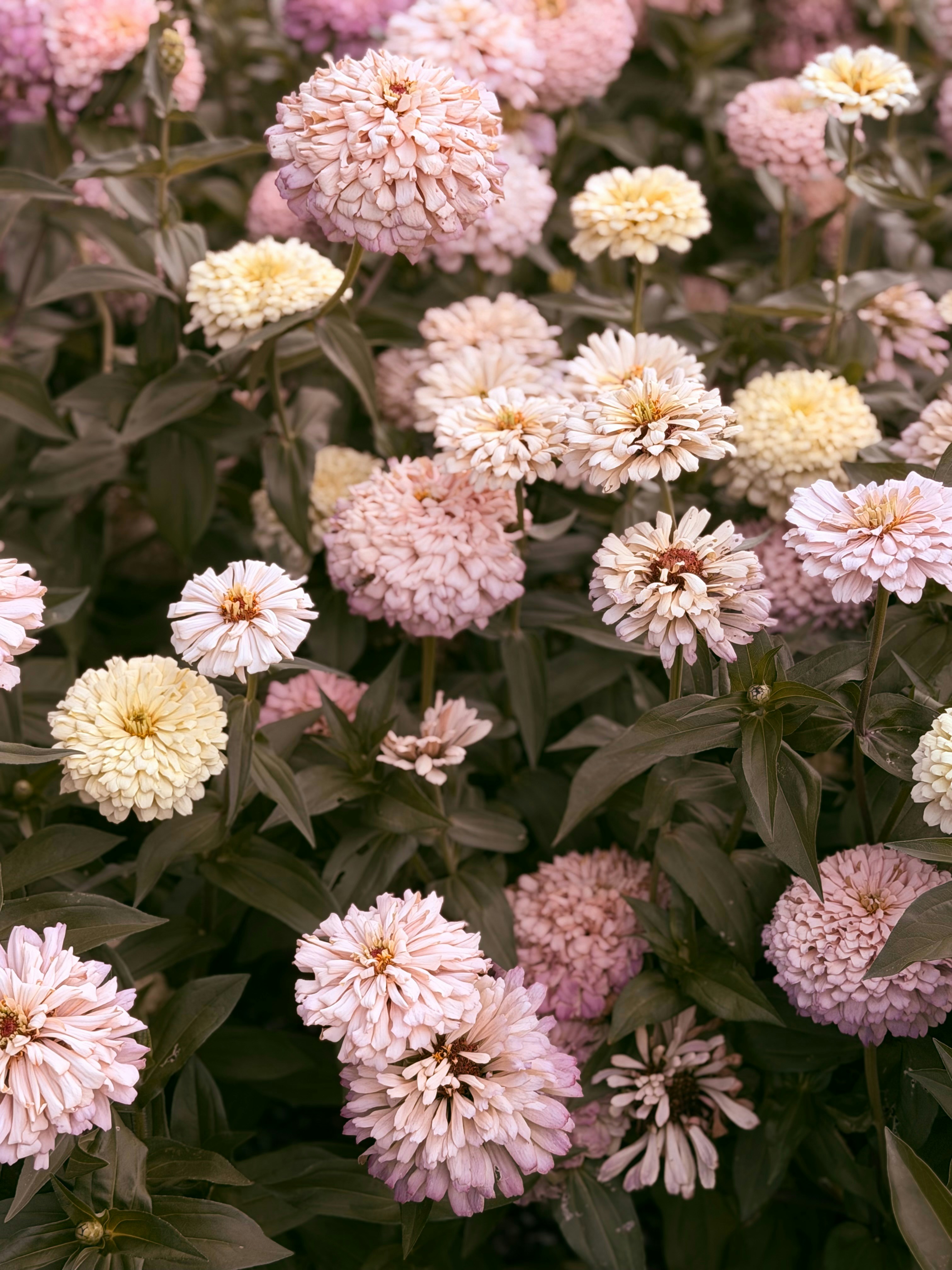 A cluster of pale pink and cream zinnia flowers with dark green foliage