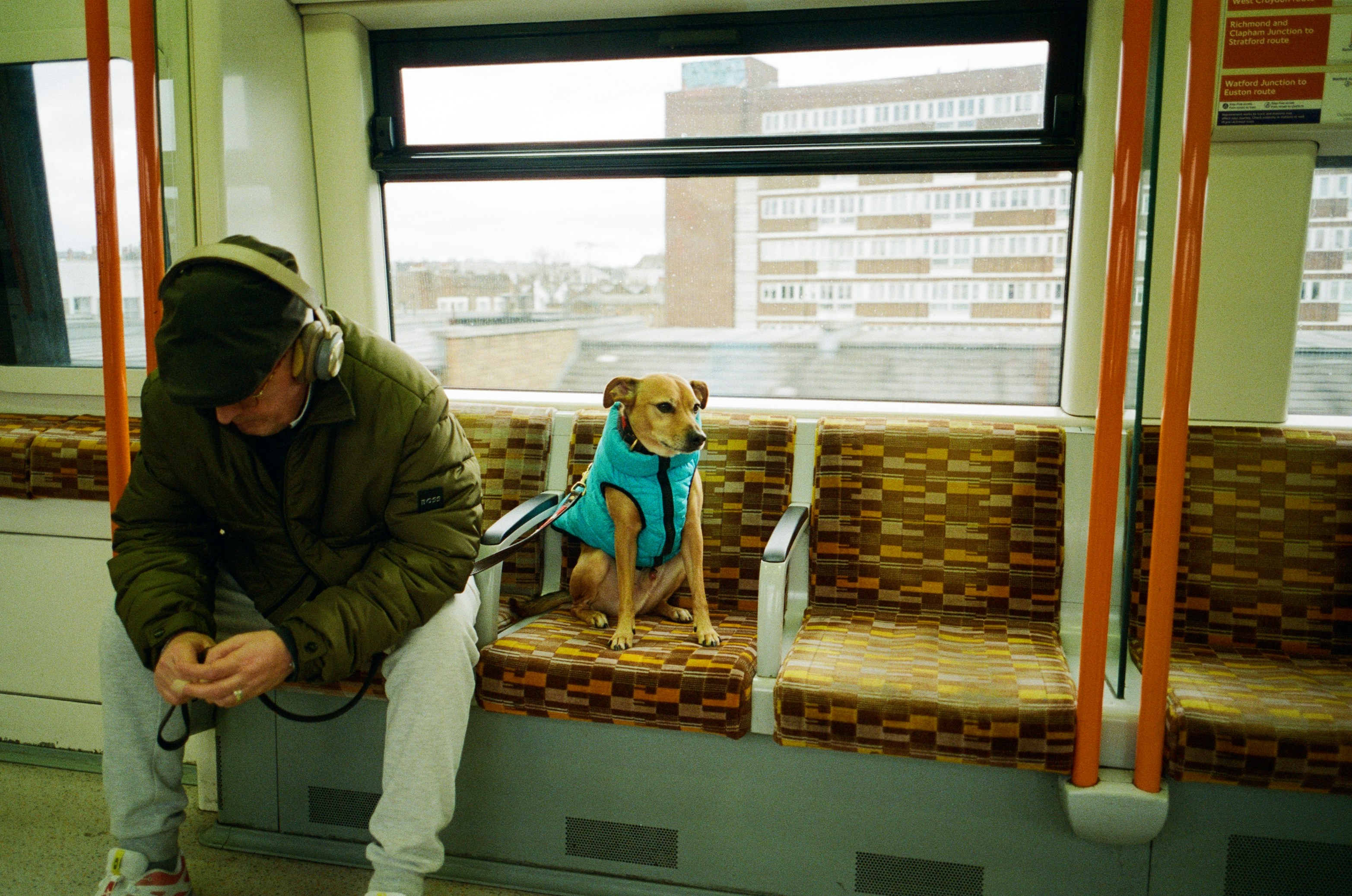 Dog in a vest beside a man on a train