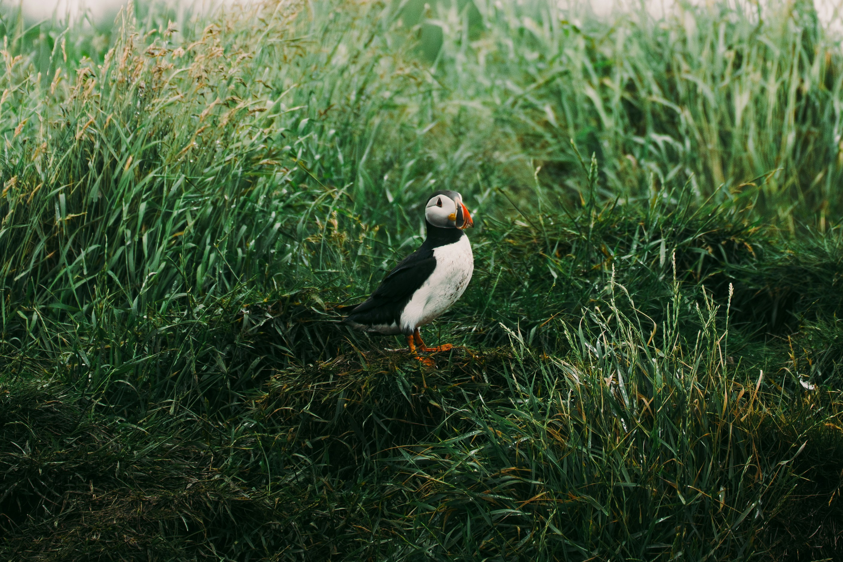 An Atlantic puffin with a colorful beak standing in tall green grass