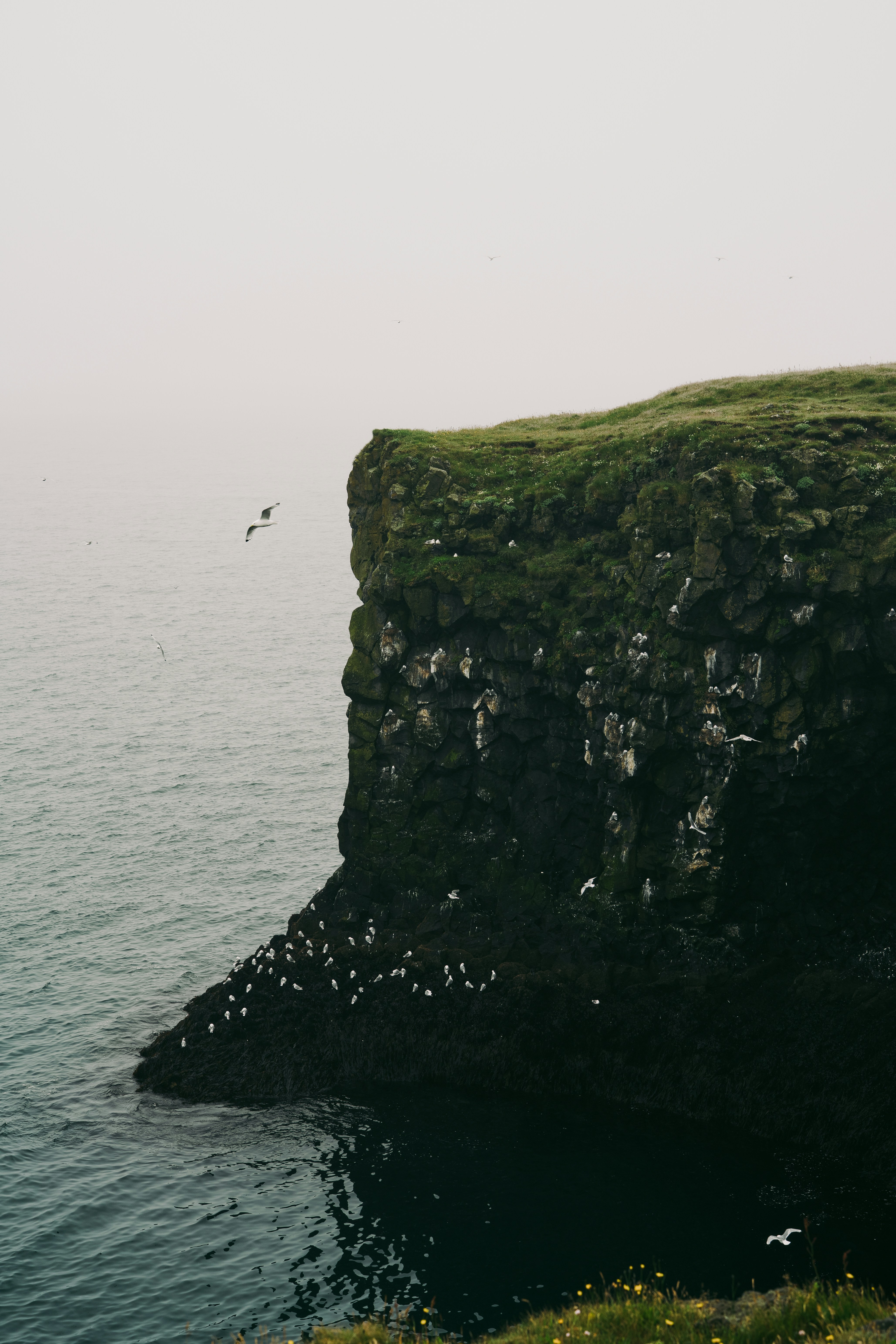 Seabirds nesting on a dark basalt cliff above the misty ocean