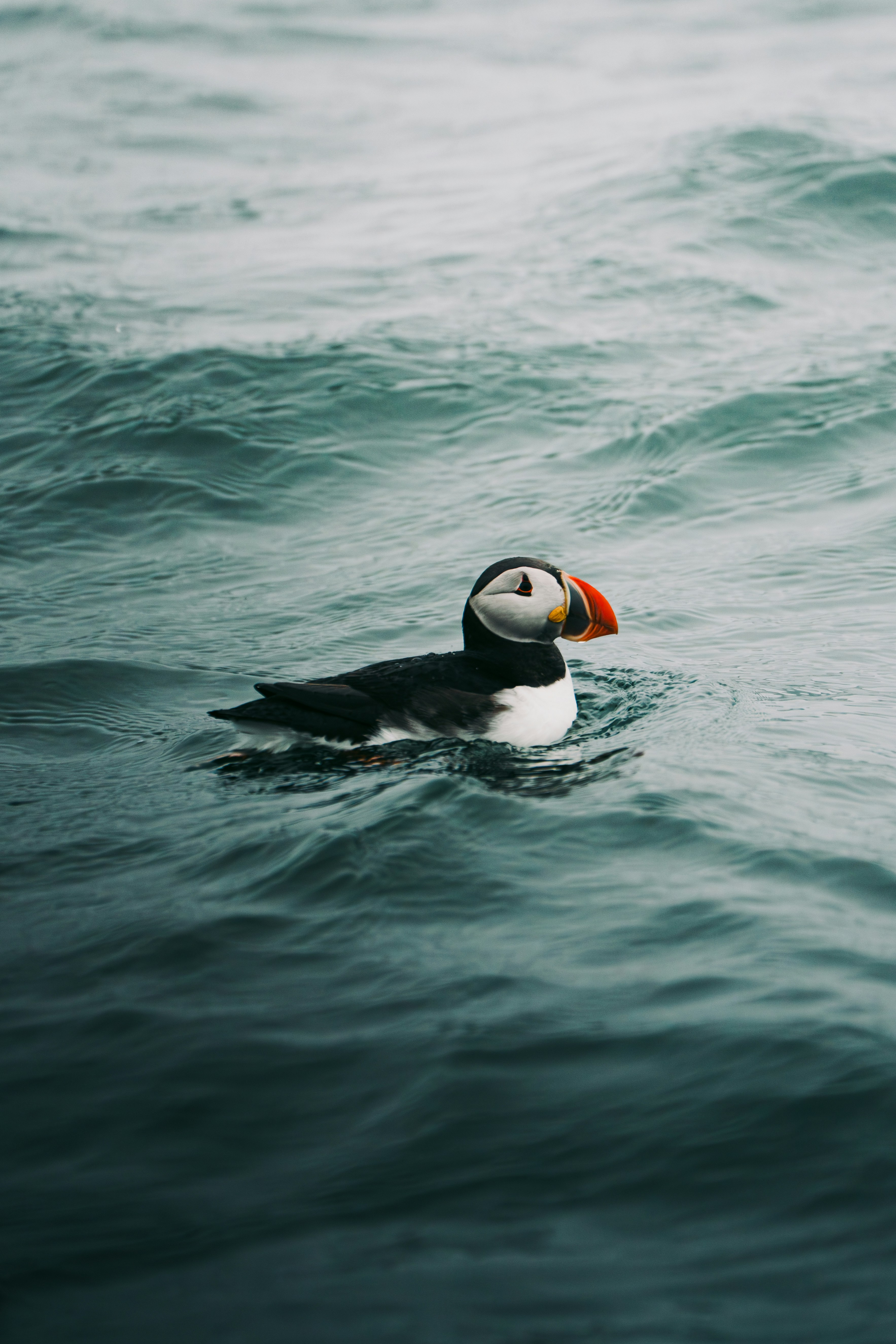 An Atlantic puffin with a colorful beak swimming in dark blue ocean water