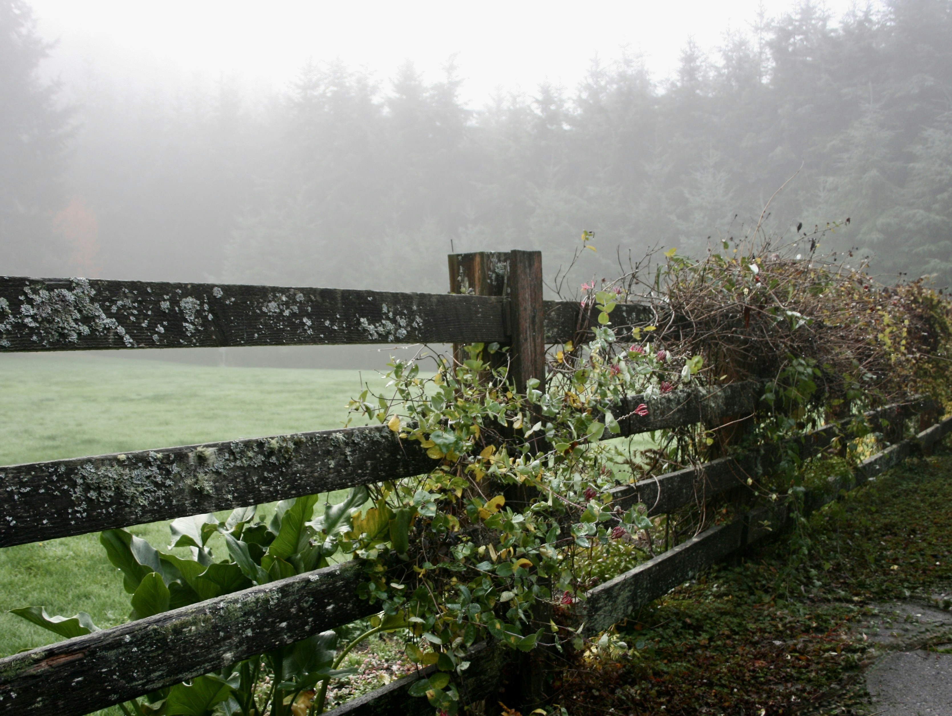 A weathered wooden fence covered in vines beside a misty green field