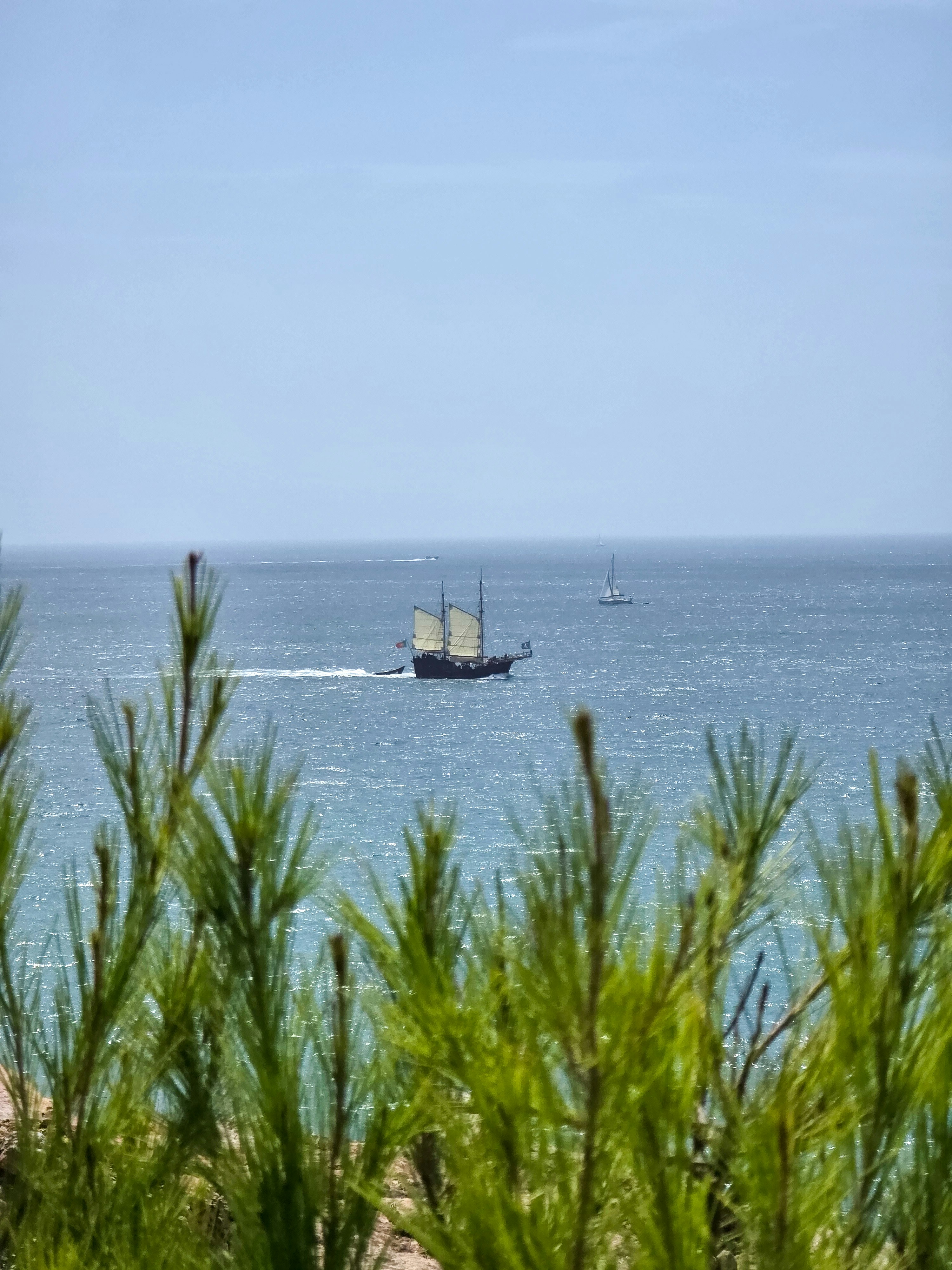 A tall ship sailing on the blue ocean behind green pine needles