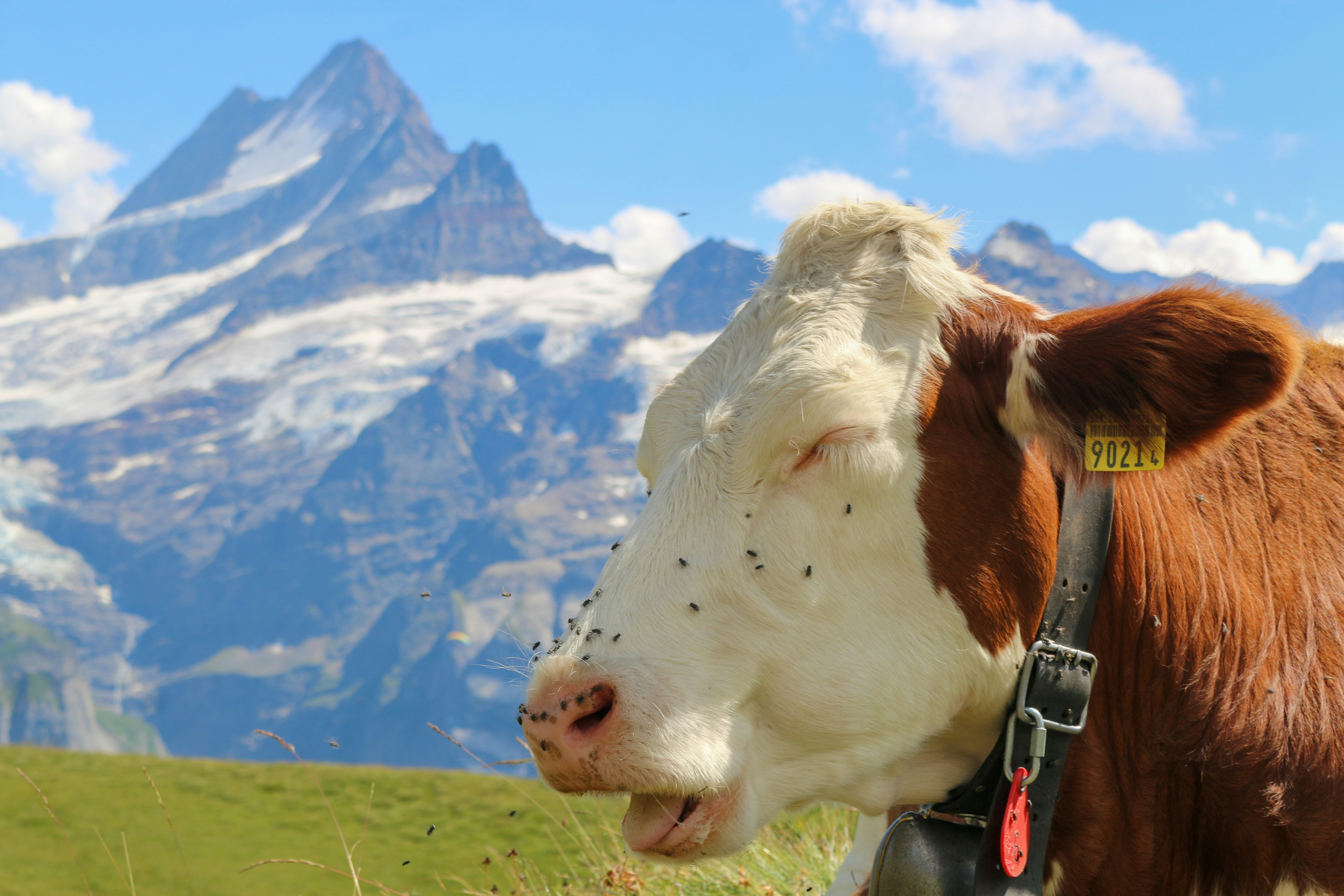 A brown and white cow with a bell in the Swiss Alps