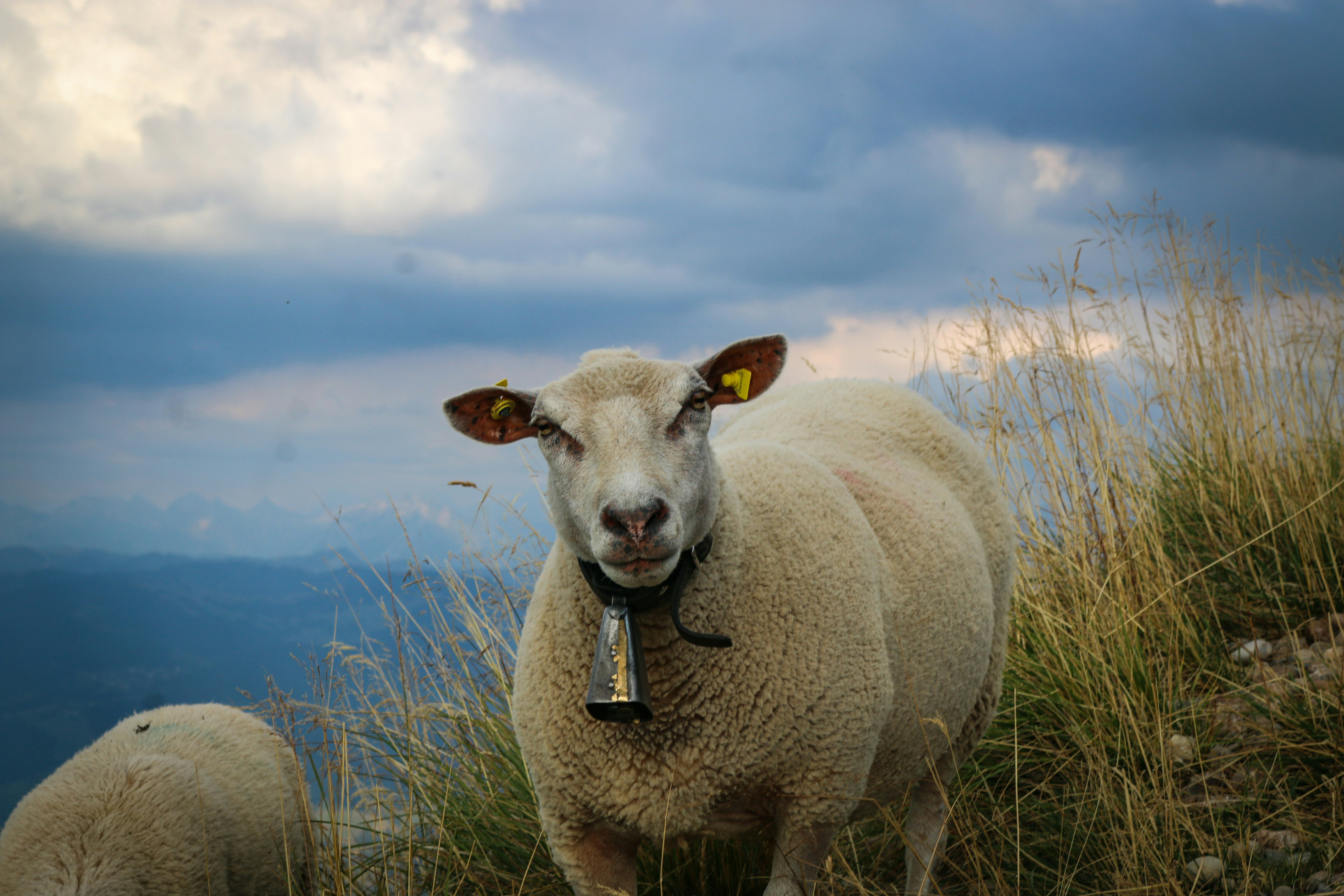 A sheep with a bell collar in a grassy mountain meadow