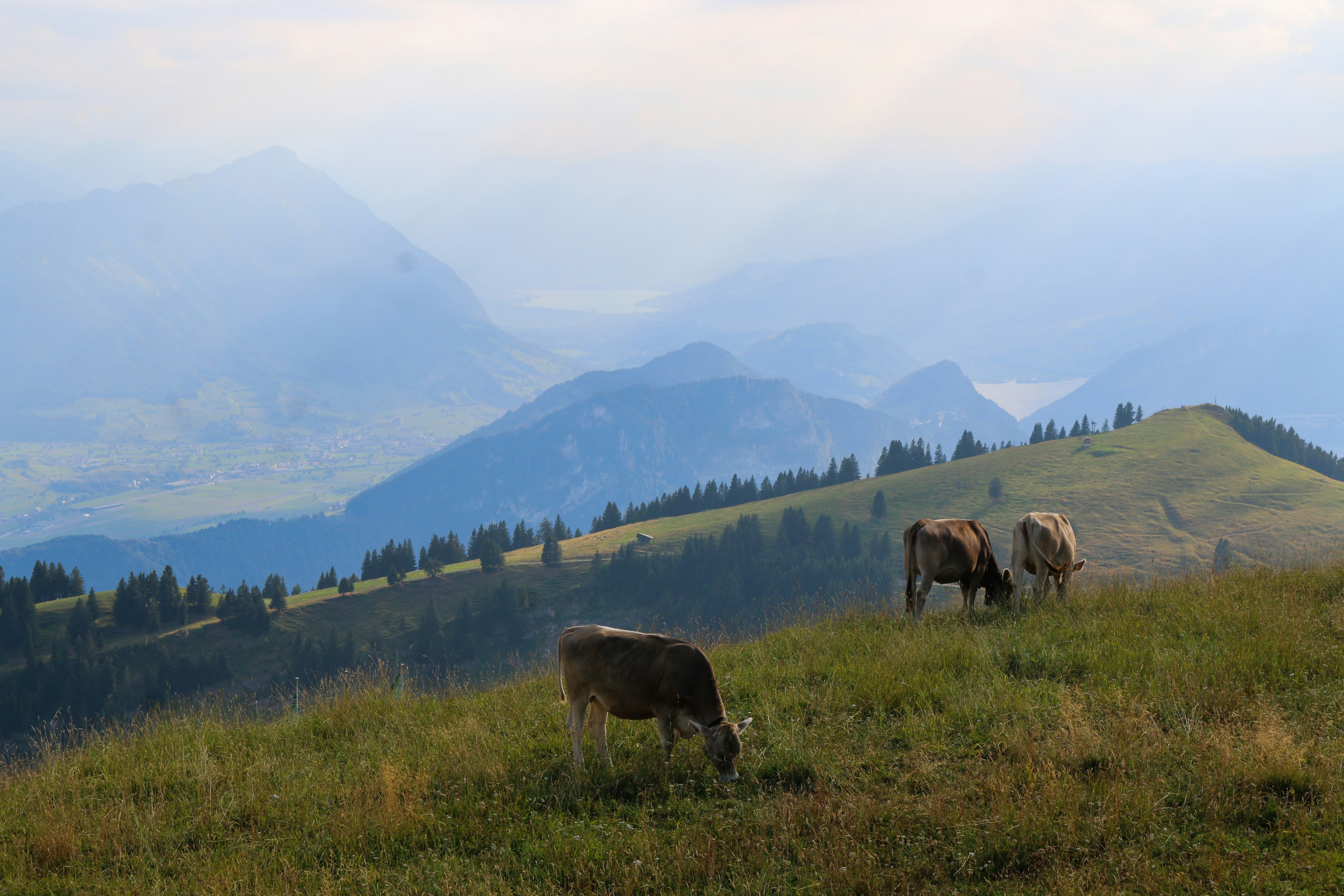 Three brown cows grazing on a grassy mountain slope with distant hazy peaks
