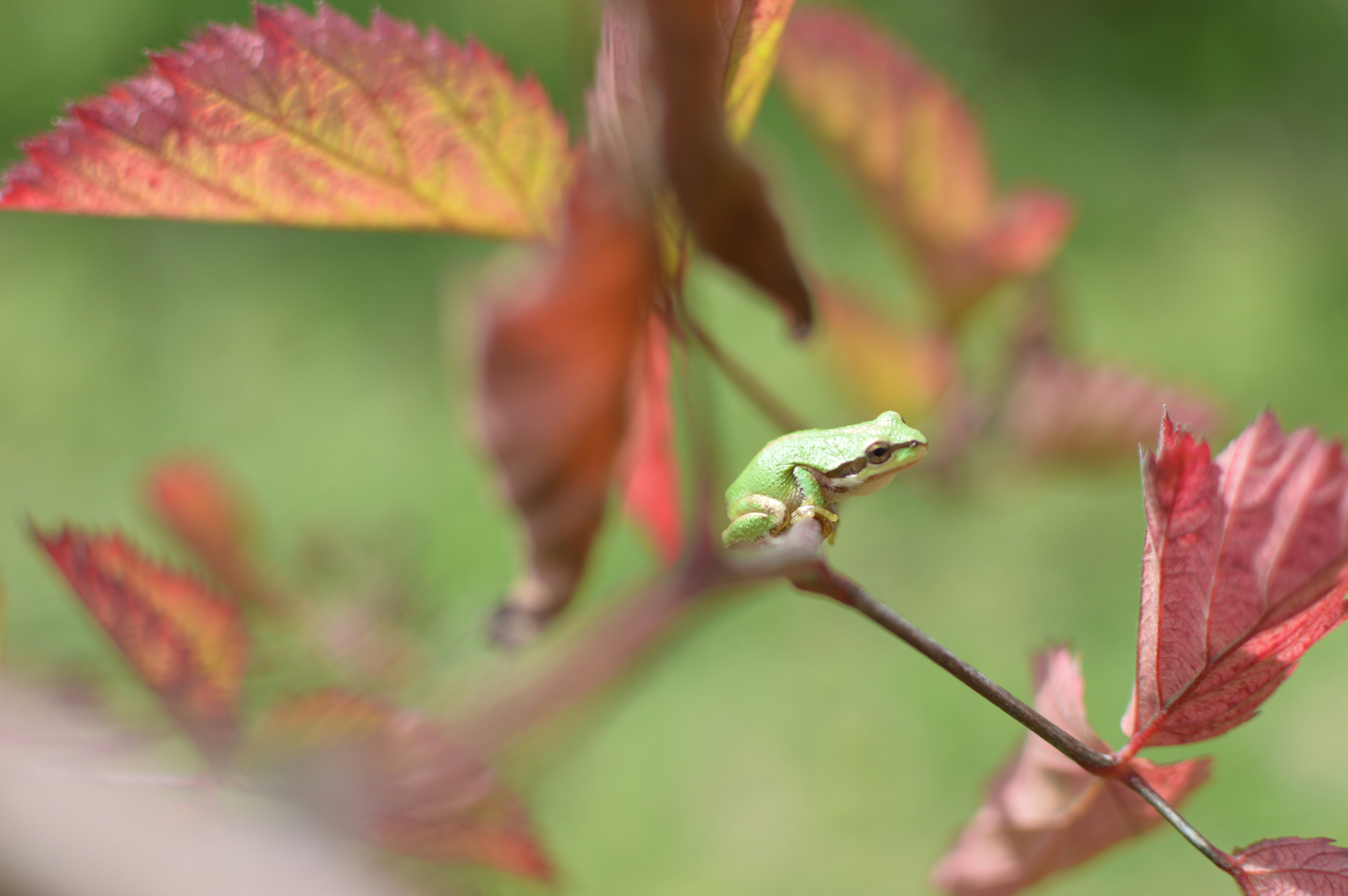 A small green tree frog perched on a thin branch among reddish leaves