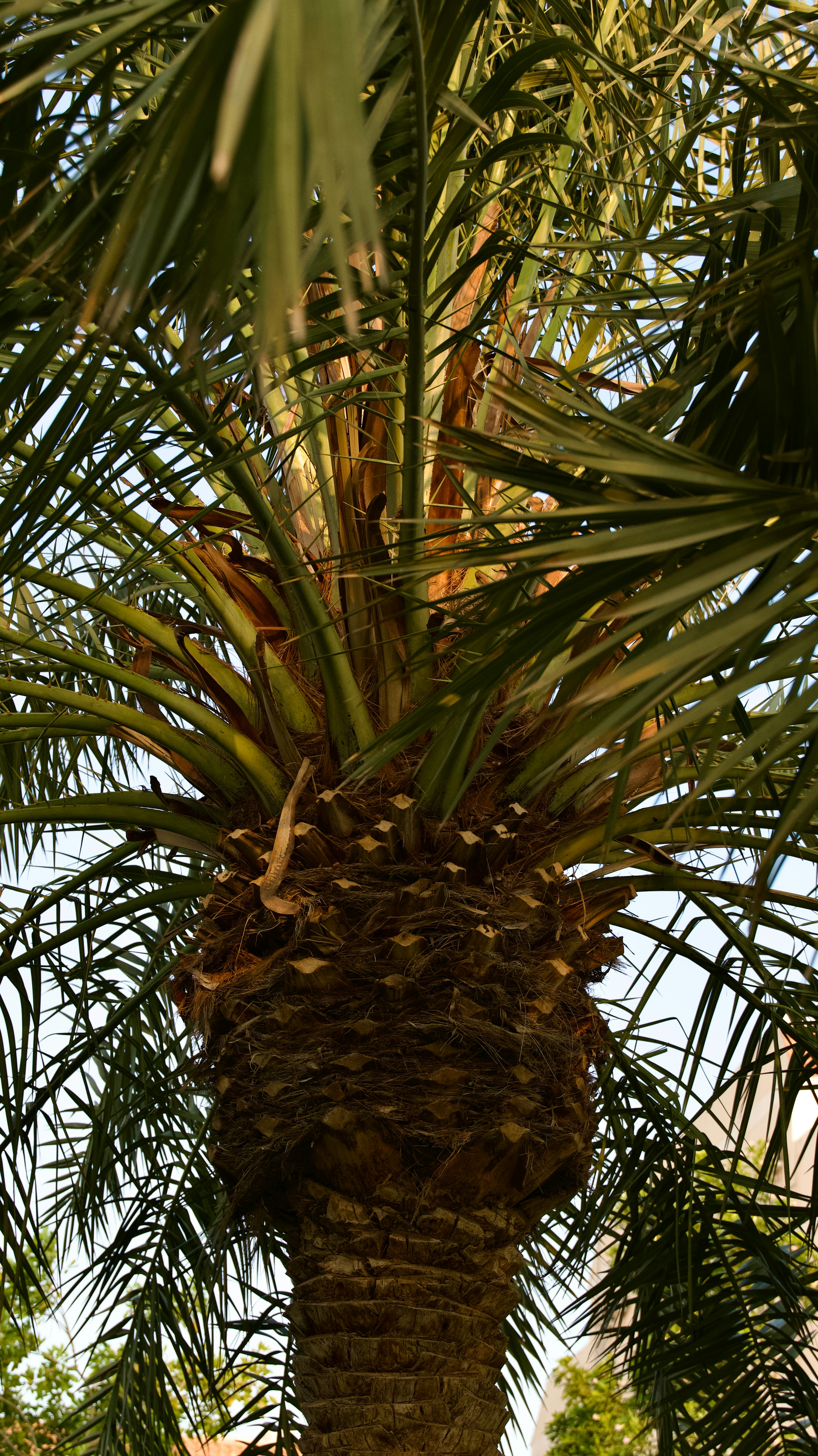 A textured palm tree trunk with long green fronds reaching upward