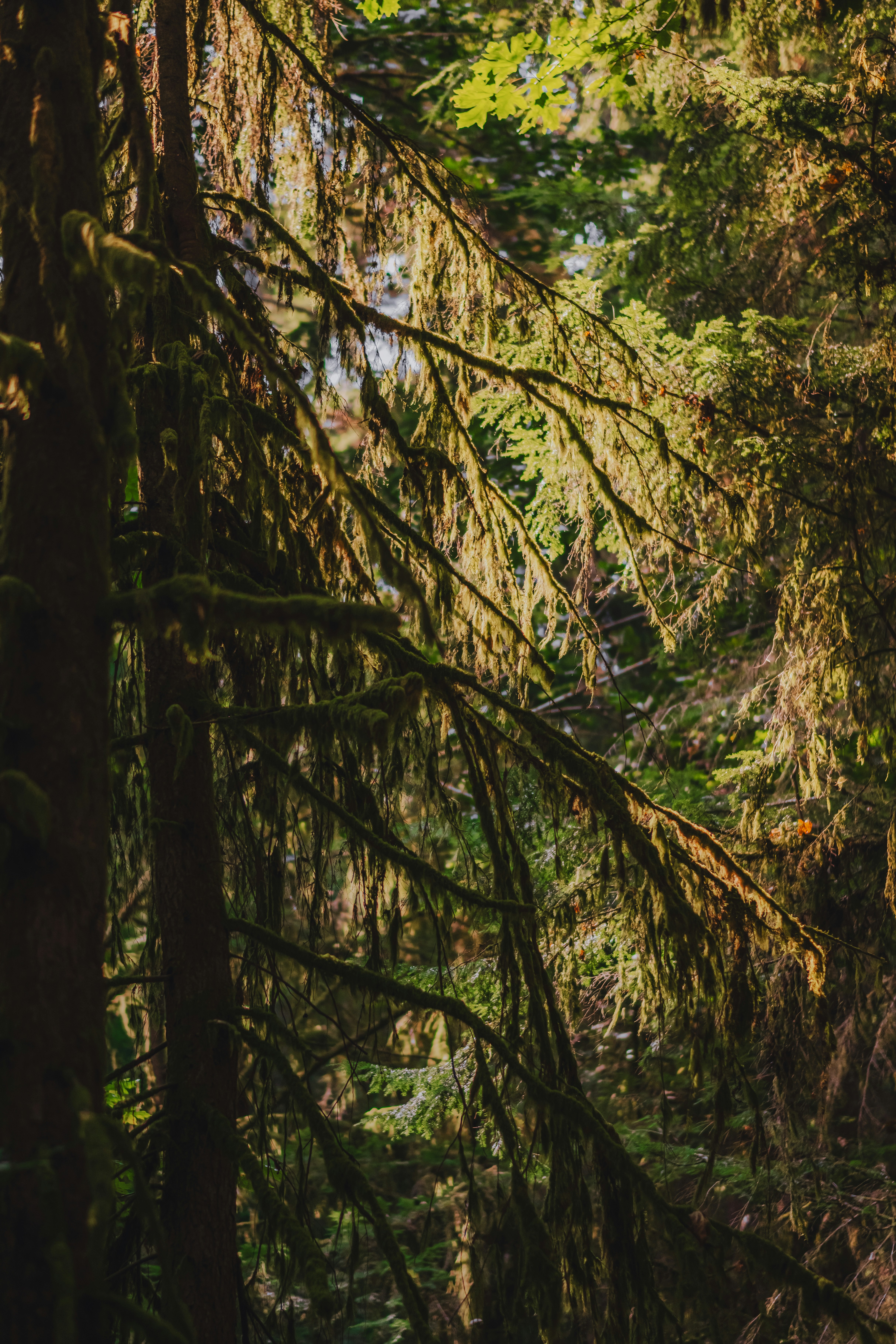 Mossy evergreen tree branches hanging in warm golden hour light in a forest