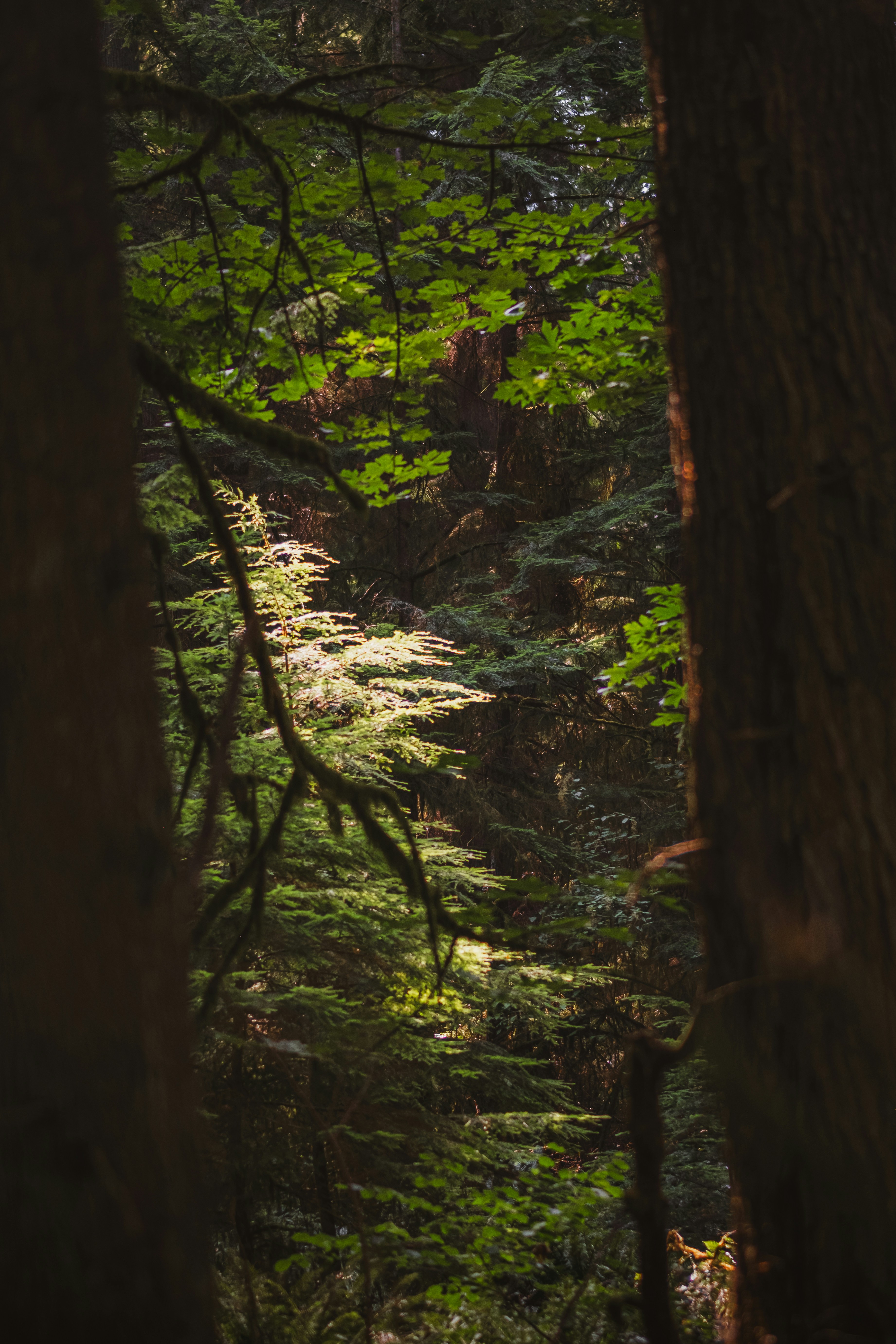 Sunlight filtering through dense green forest foliage between two large tree trunks