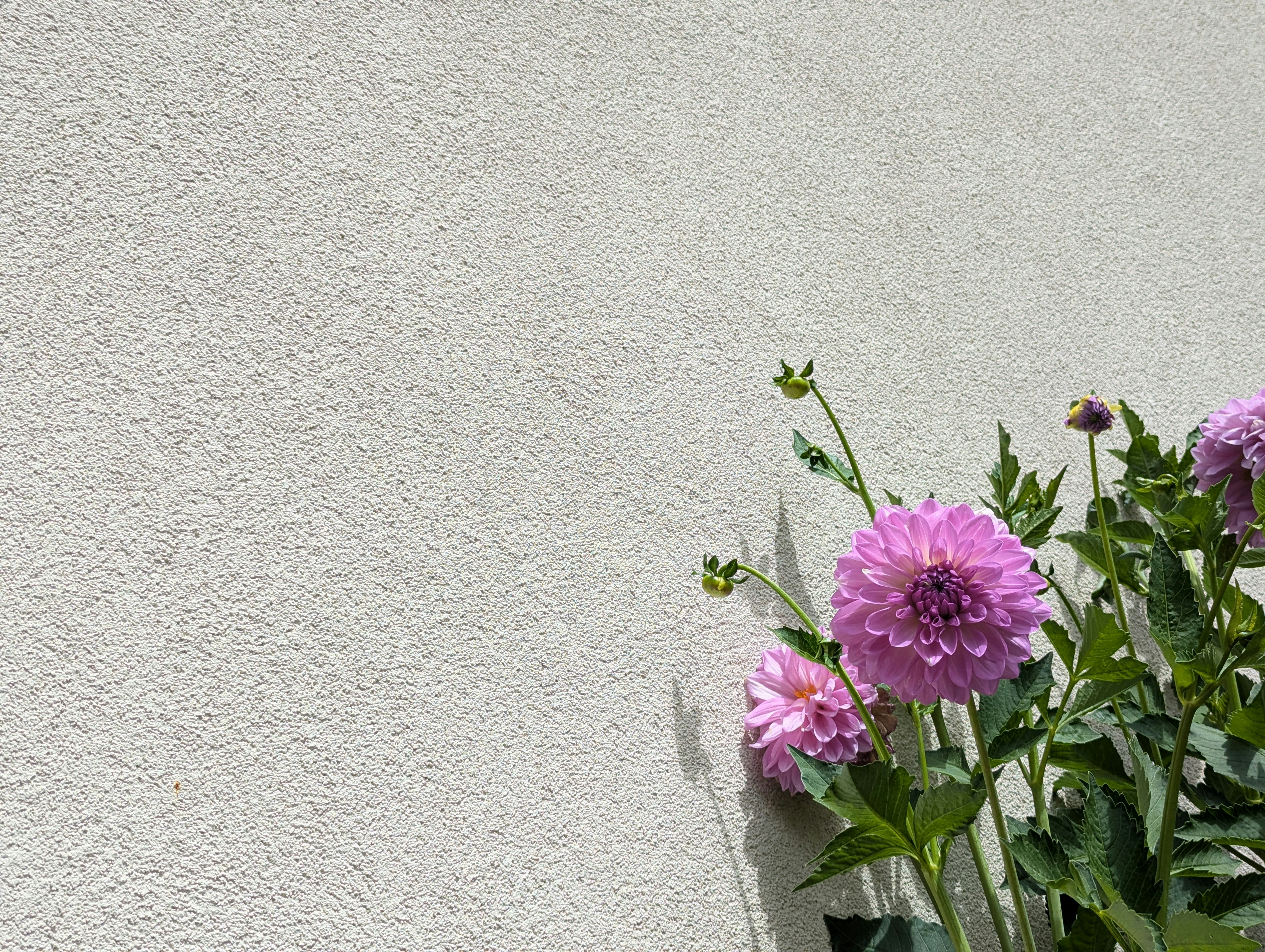 A minimalist horizontal shot featuring vibrant purple dahlias and green foliage leaning against an off-white textured stucco wall. Harsh sunlight creates soft shadows along the textured surface, leaving generous negative space on the left. Ideal for floral design backgrounds, graphic overlays, minimalist nature concepts, and stock photography.