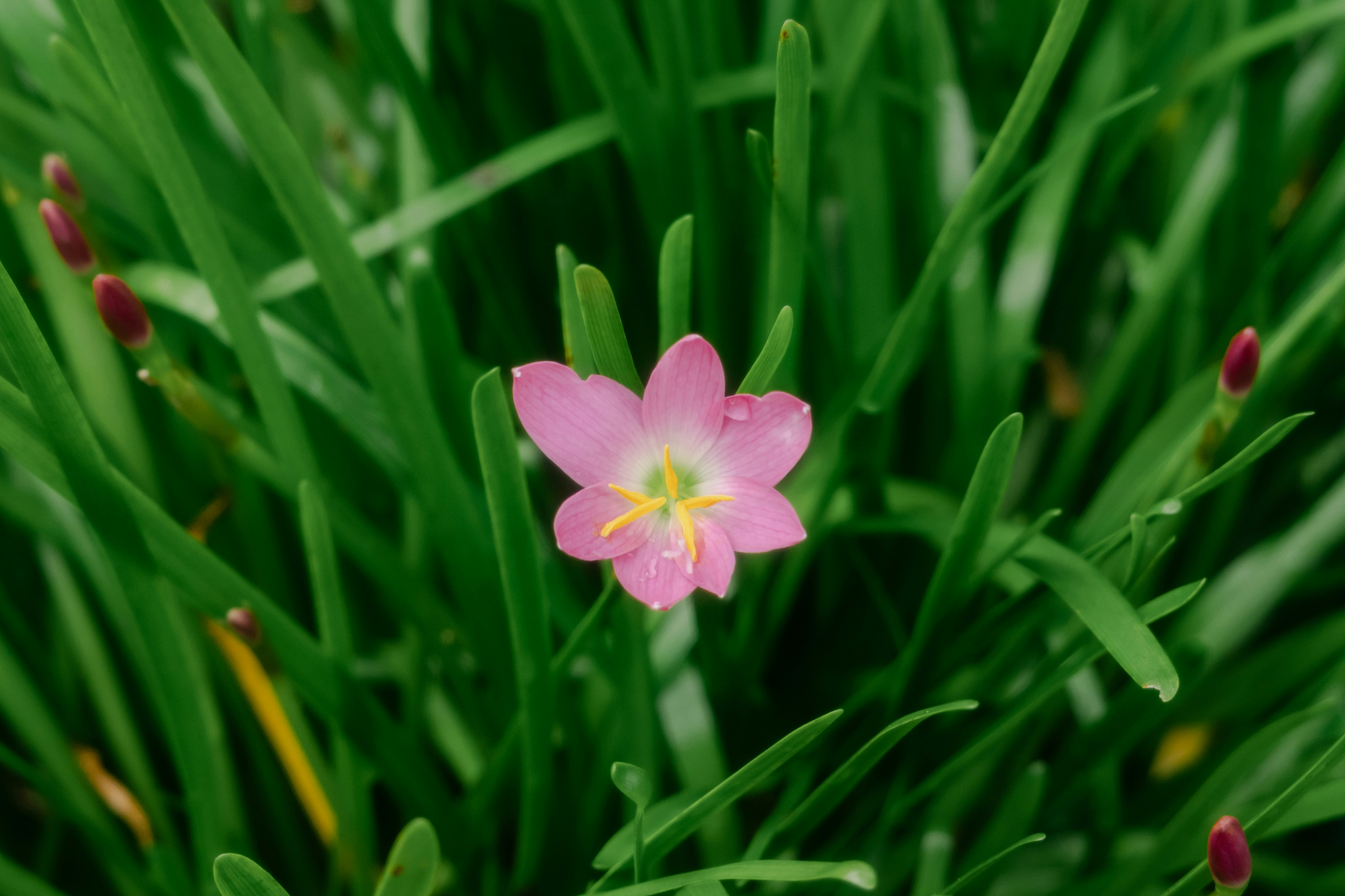 A single pink rain lily flower blooming among tall green grass blades