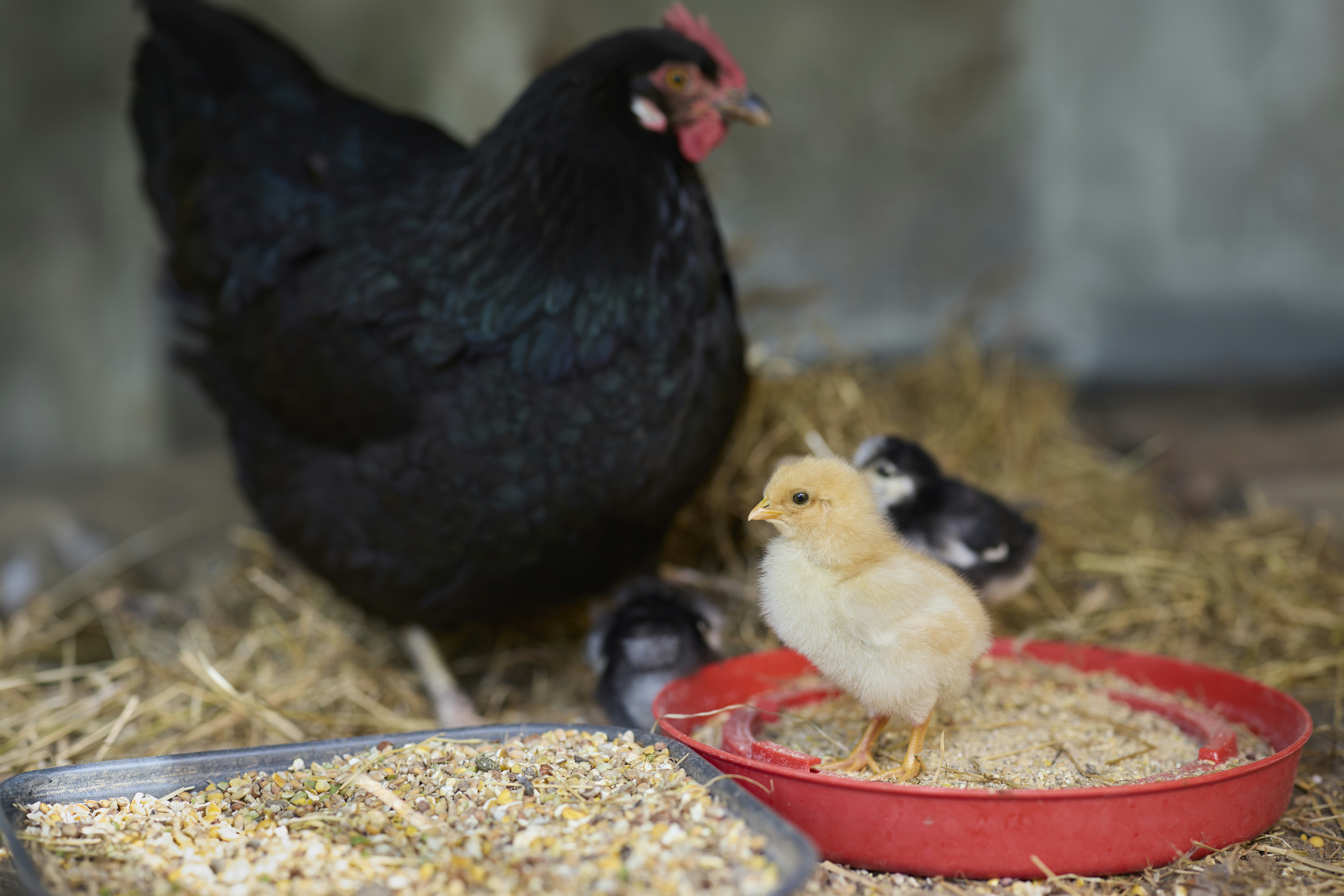 A proud mother hen watches over her adorable flock of fluffy chicks, pecking at grain in a vibrant red feeder on a cozy farm. A heartwarming scene of new life and nurturing in the barn.