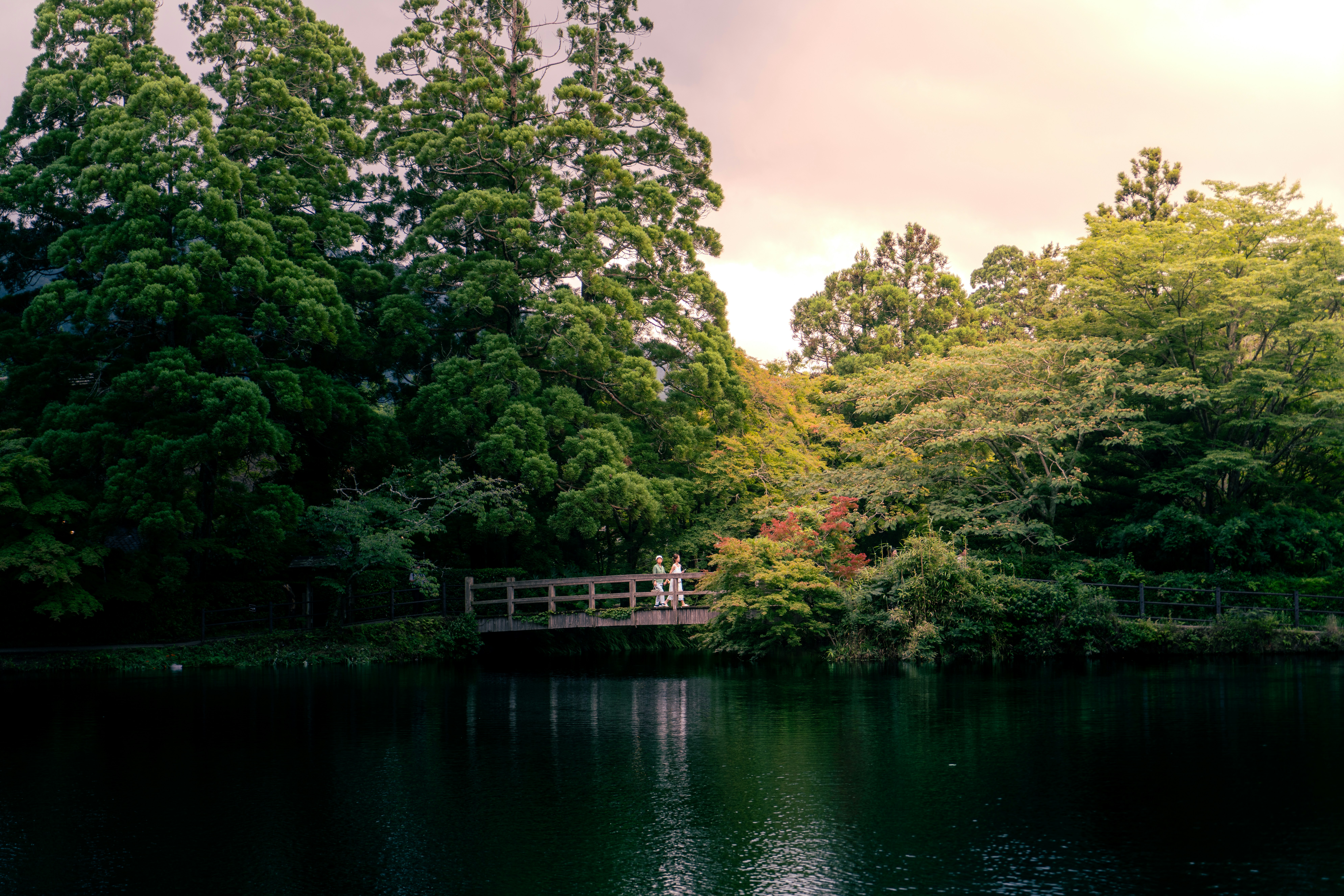 Two people walking across a wooden bridge over a dark pond in a forest